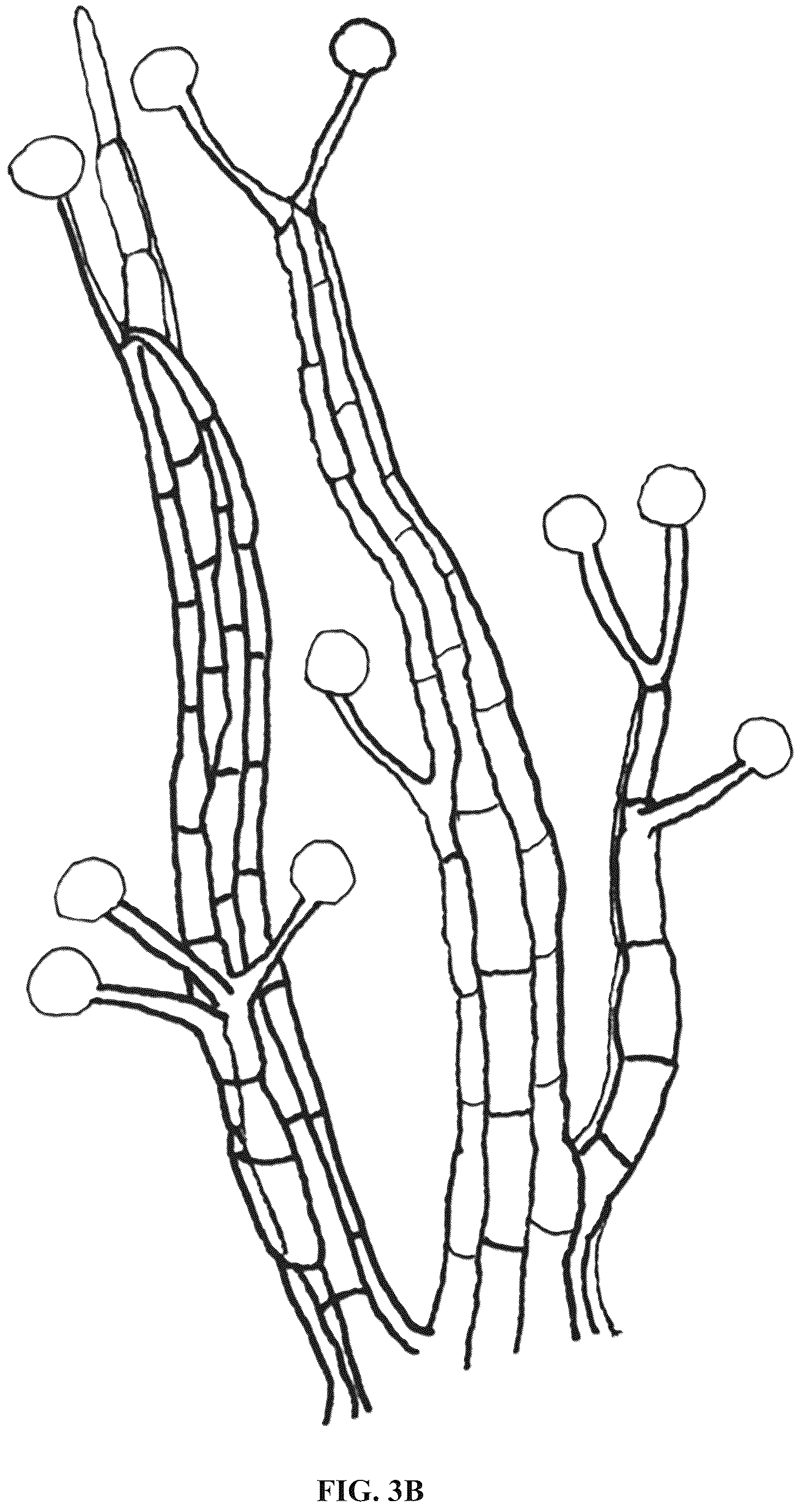 Patent US12618043 Figure 4 – Rapid isolation, cultivation methods and utilities of truffle fungi
