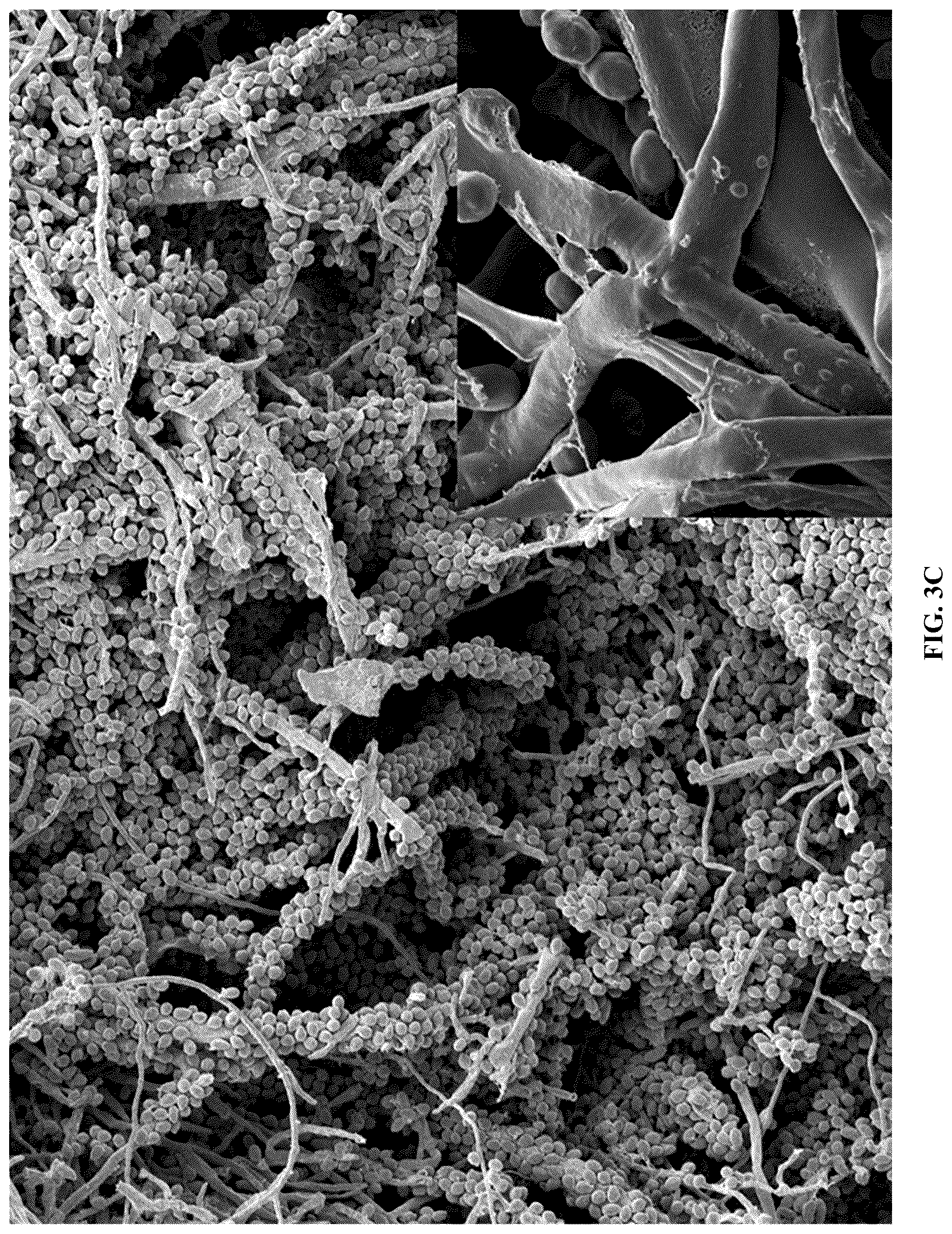 Patent US12618043 Figure 5 – Rapid isolation, cultivation methods and utilities of truffle fungi