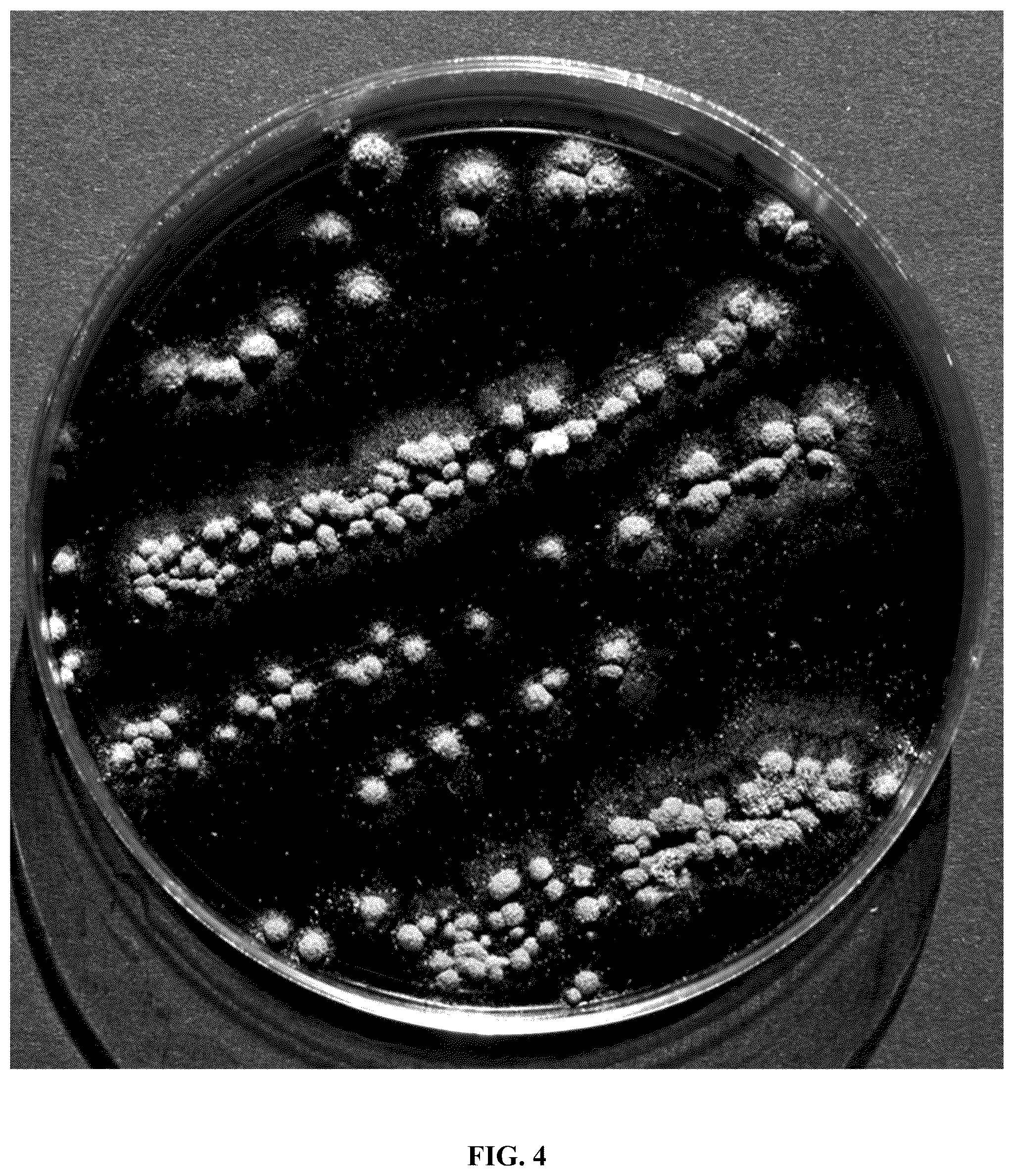 Patent US12618043 Figure 6 – Rapid isolation, cultivation methods and utilities of truffle fungi