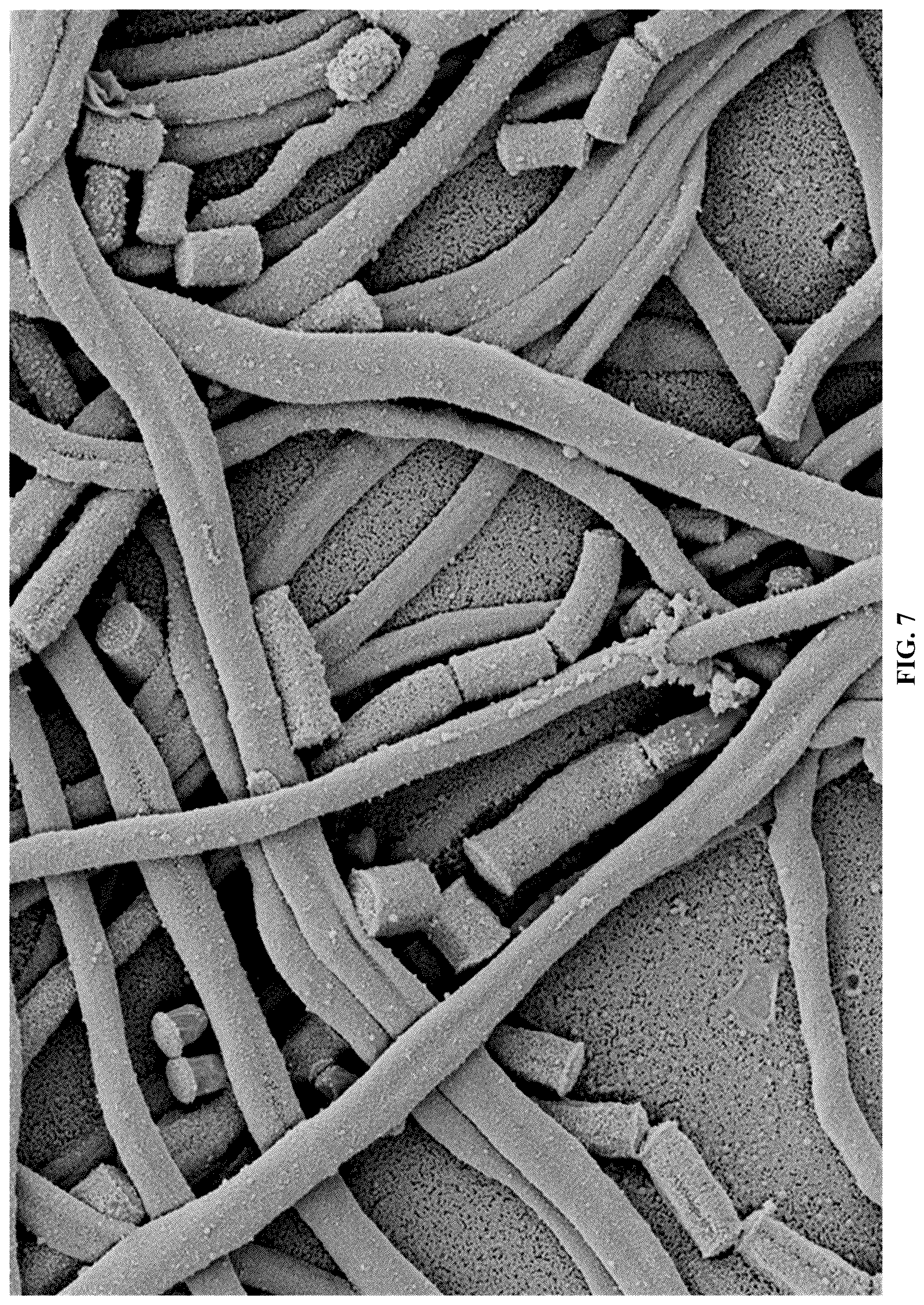 Patent US12618043 Figure 9 – Rapid isolation, cultivation methods and utilities of truffle fungi