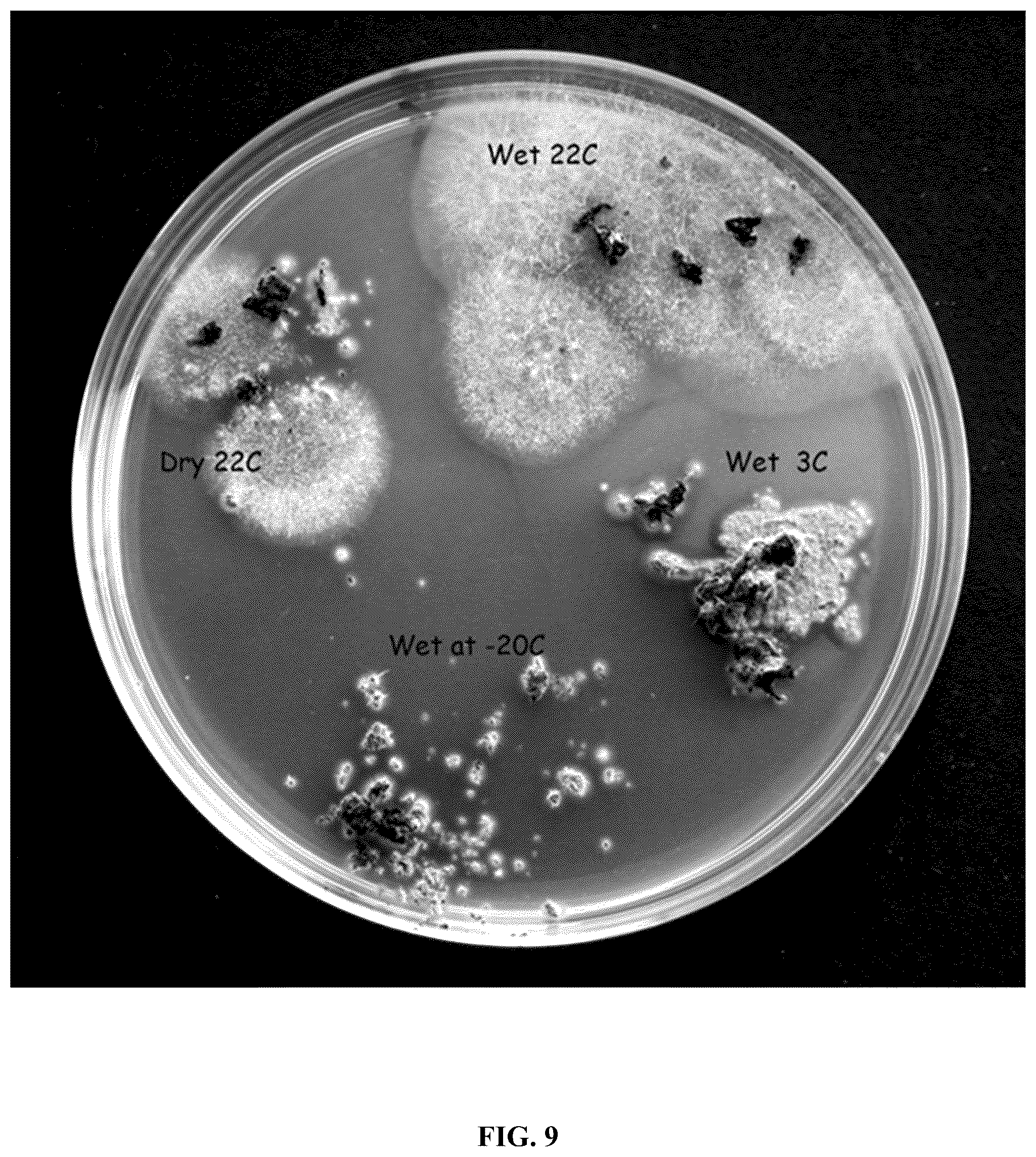 Patent US12618043 Figure 11 – Rapid isolation, cultivation methods and utilities of truffle fungi