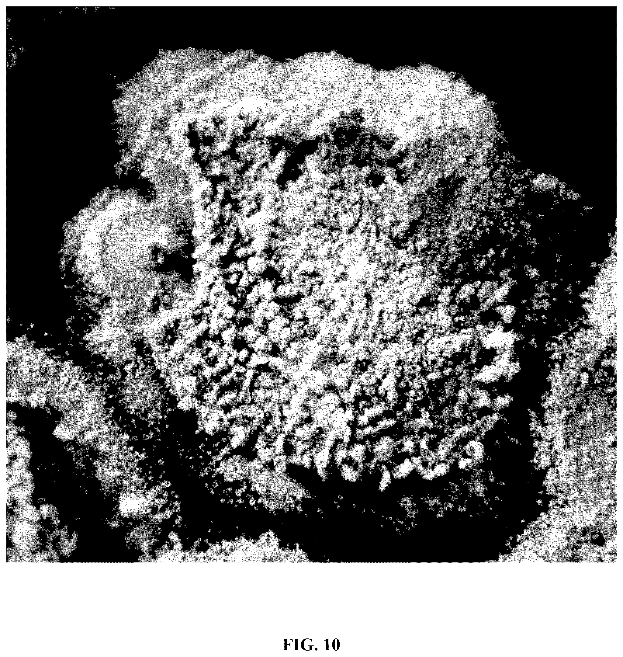 Patent US12618043 Figure 12 – Rapid isolation, cultivation methods and utilities of truffle fungi