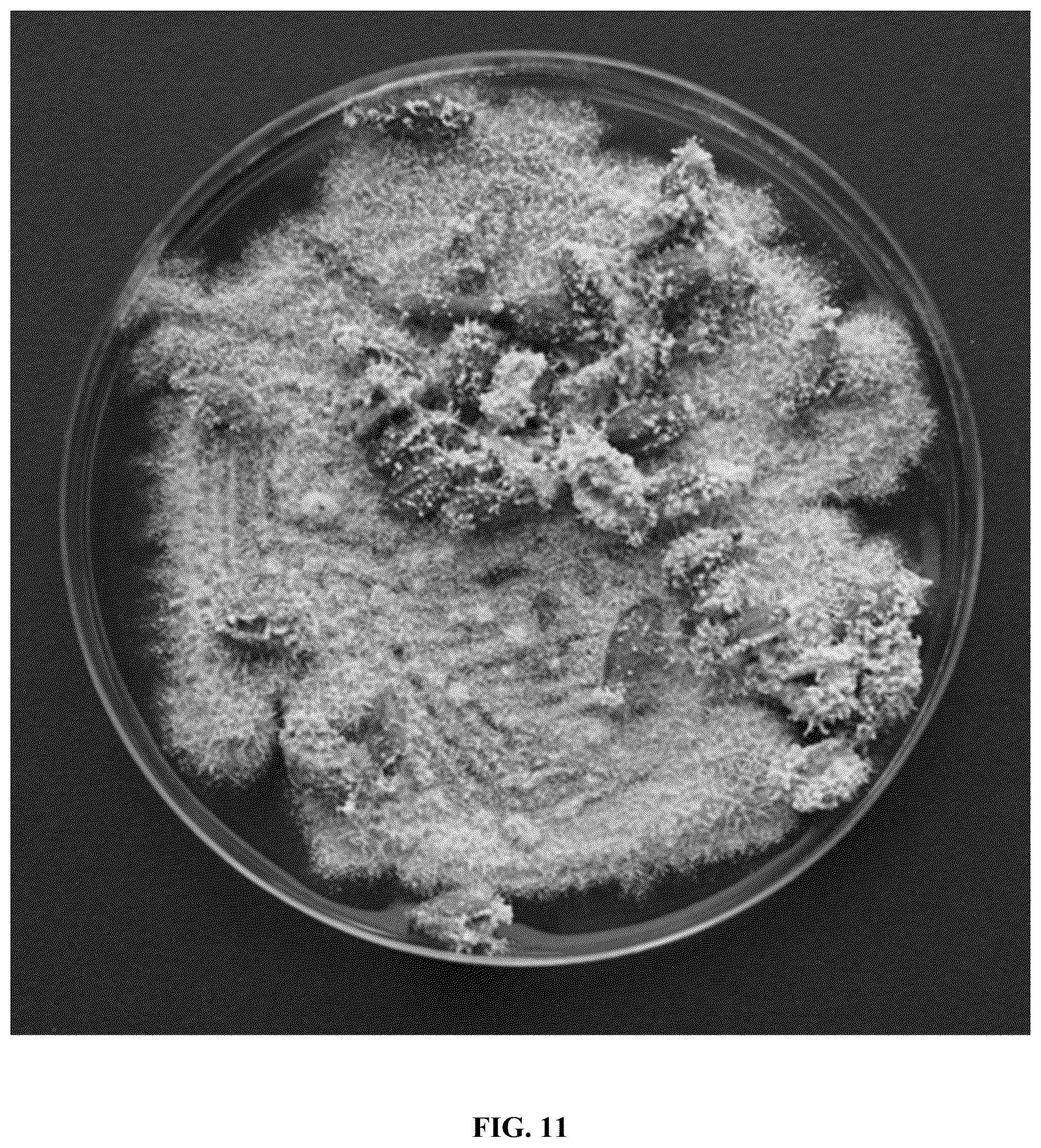 Patent US12618043 Figure 13 – Rapid isolation, cultivation methods and utilities of truffle fungi
