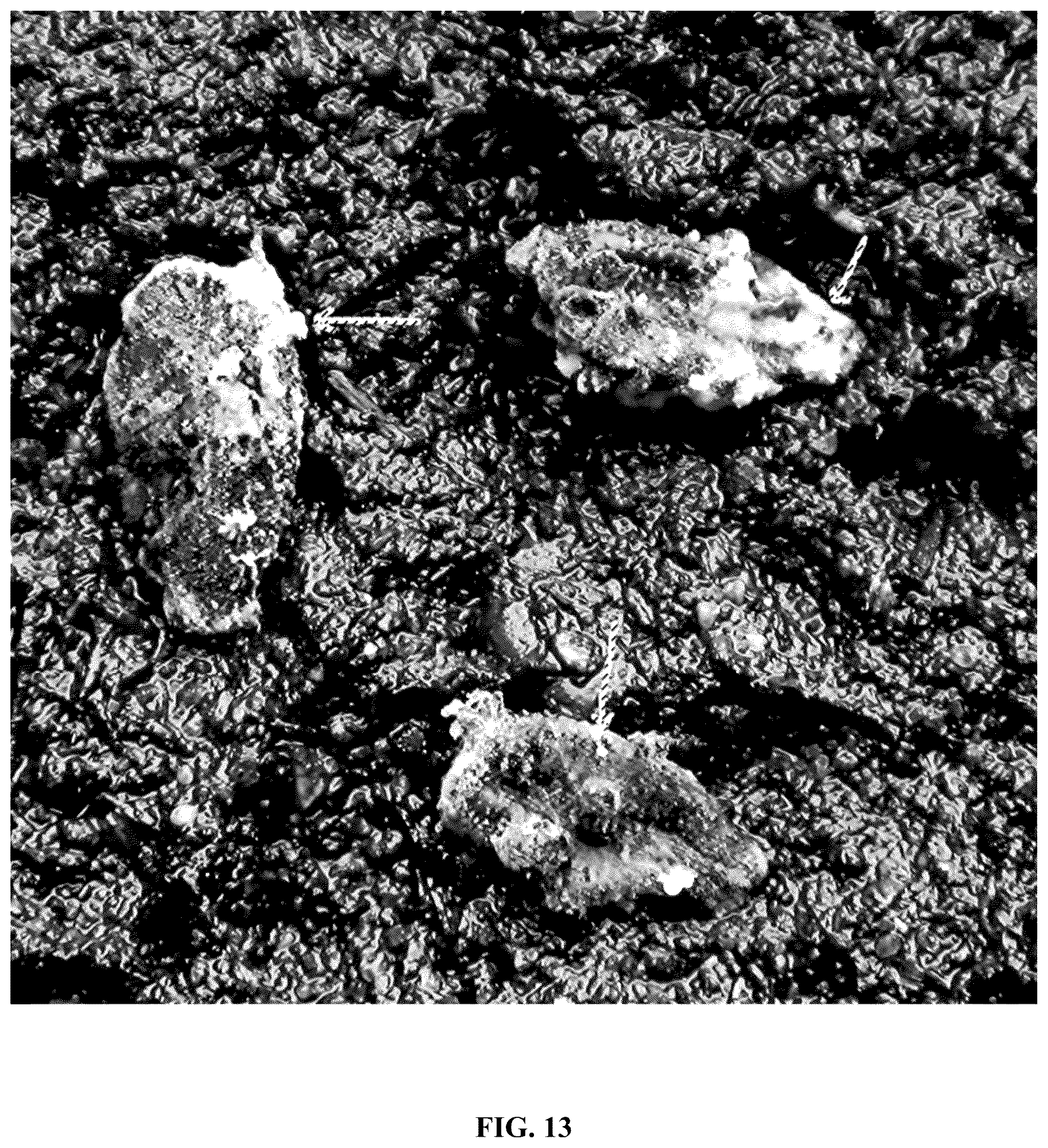 Patent US12618043 Figure 15 – Rapid isolation, cultivation methods and utilities of truffle fungi