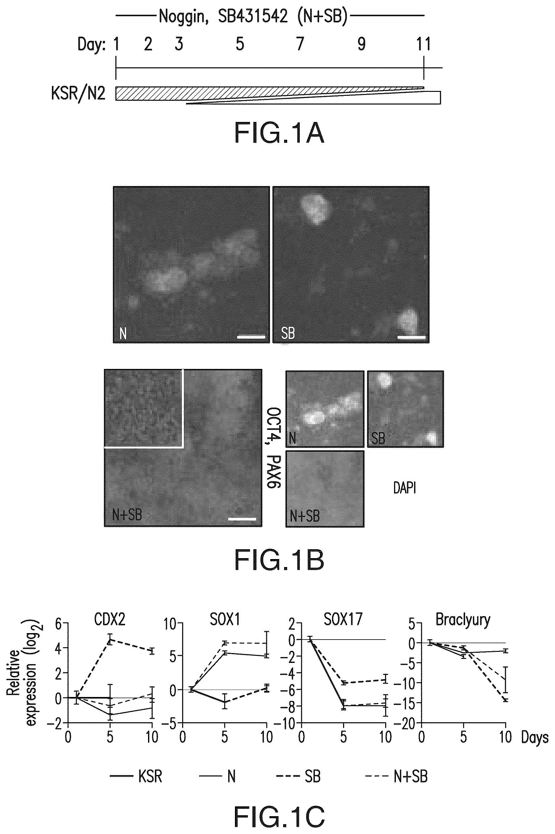 Patent US12618044 Figure 1 – Specification of functional cranial placode derivatives from human pluripotent stem cells