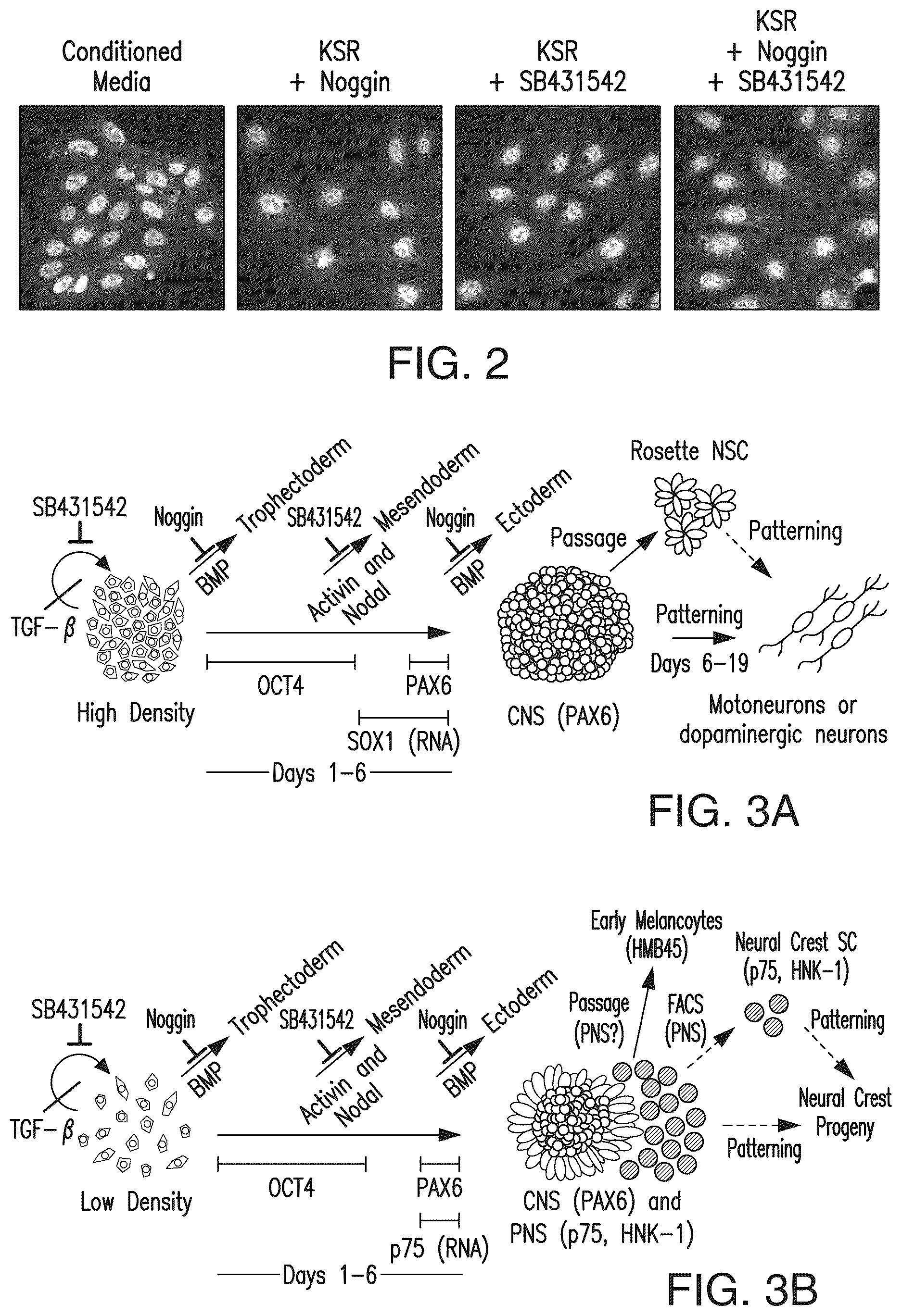 Patent US12618044 Figure 3 – Specification of functional cranial placode derivatives from human pluripotent stem cells