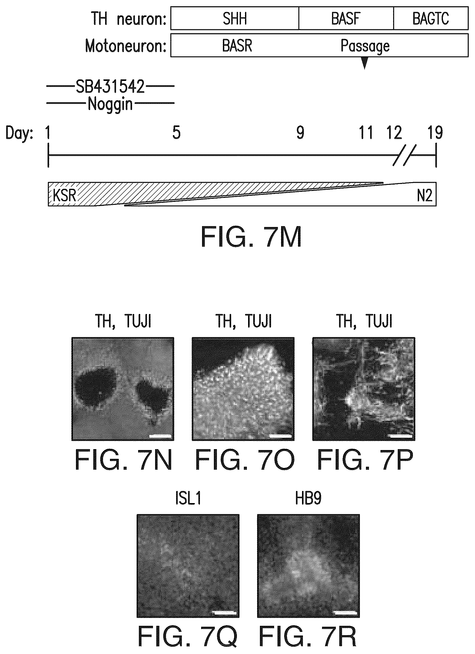 Patent US12618044 Figure 6 – Specification of functional cranial placode derivatives from human pluripotent stem cells