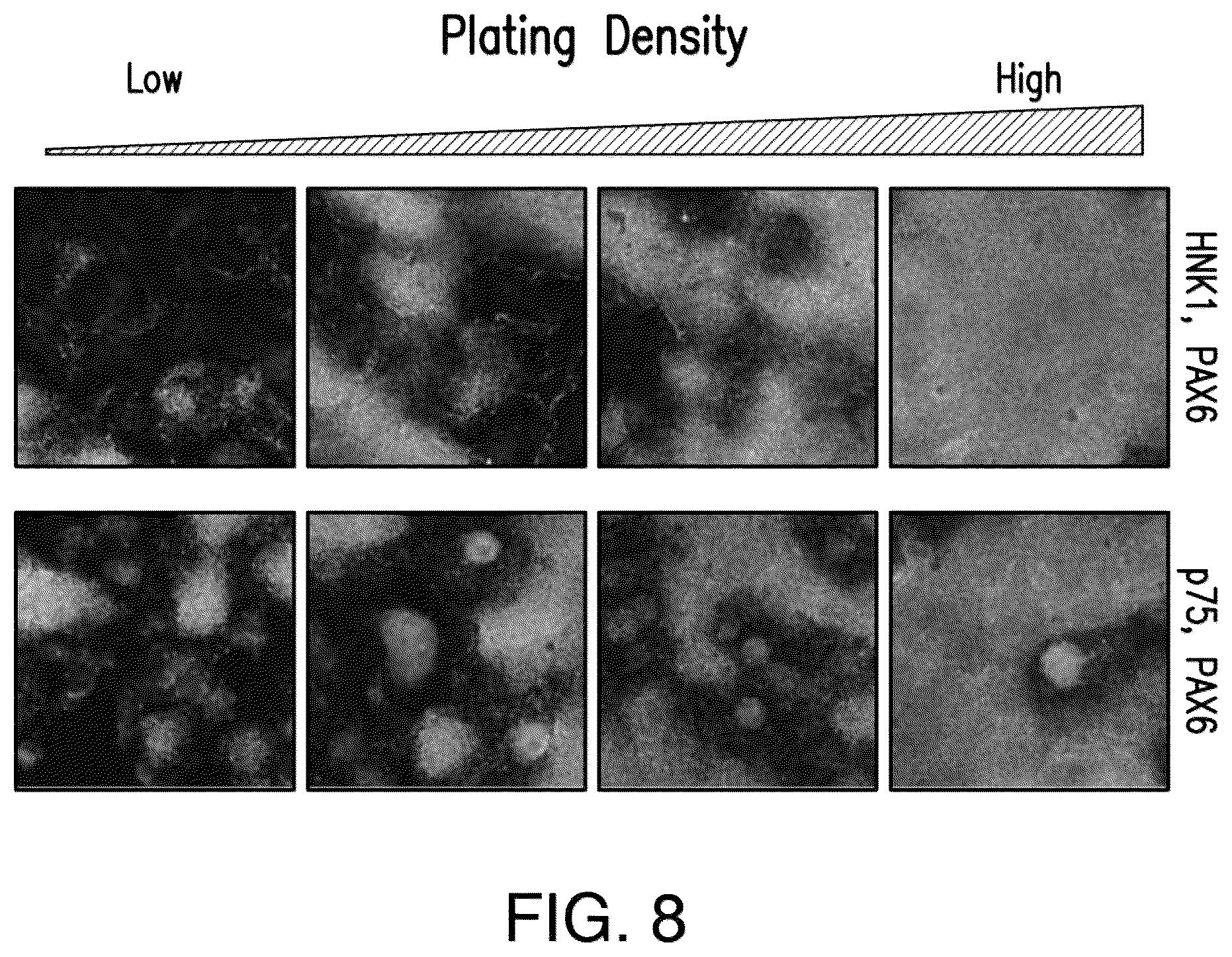 Patent US12618044 Figure 7 – Specification of functional cranial placode derivatives from human pluripotent stem cells