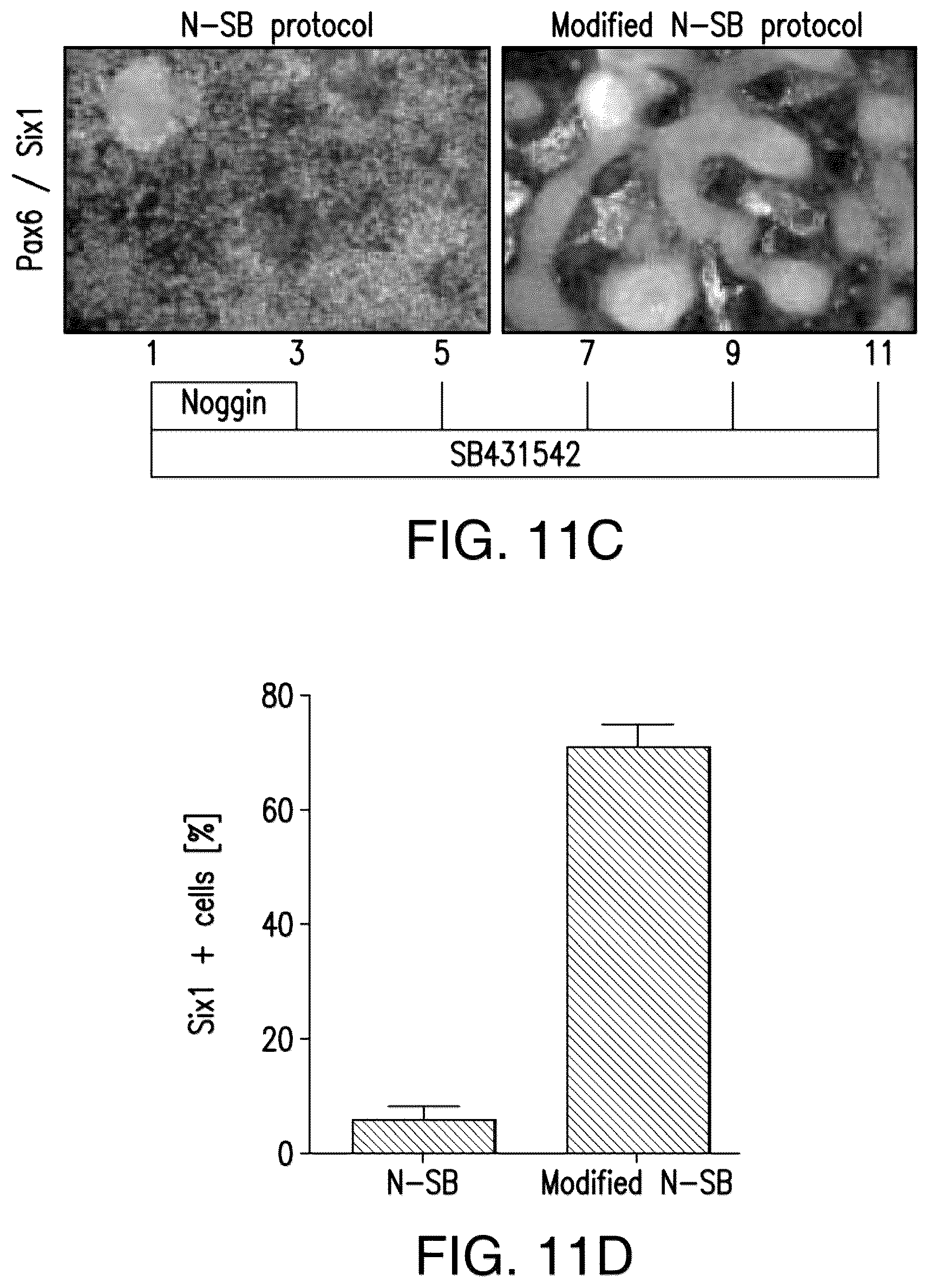 Patent US12618044 Figure 10 – Specification of functional cranial placode derivatives from human pluripotent stem cells