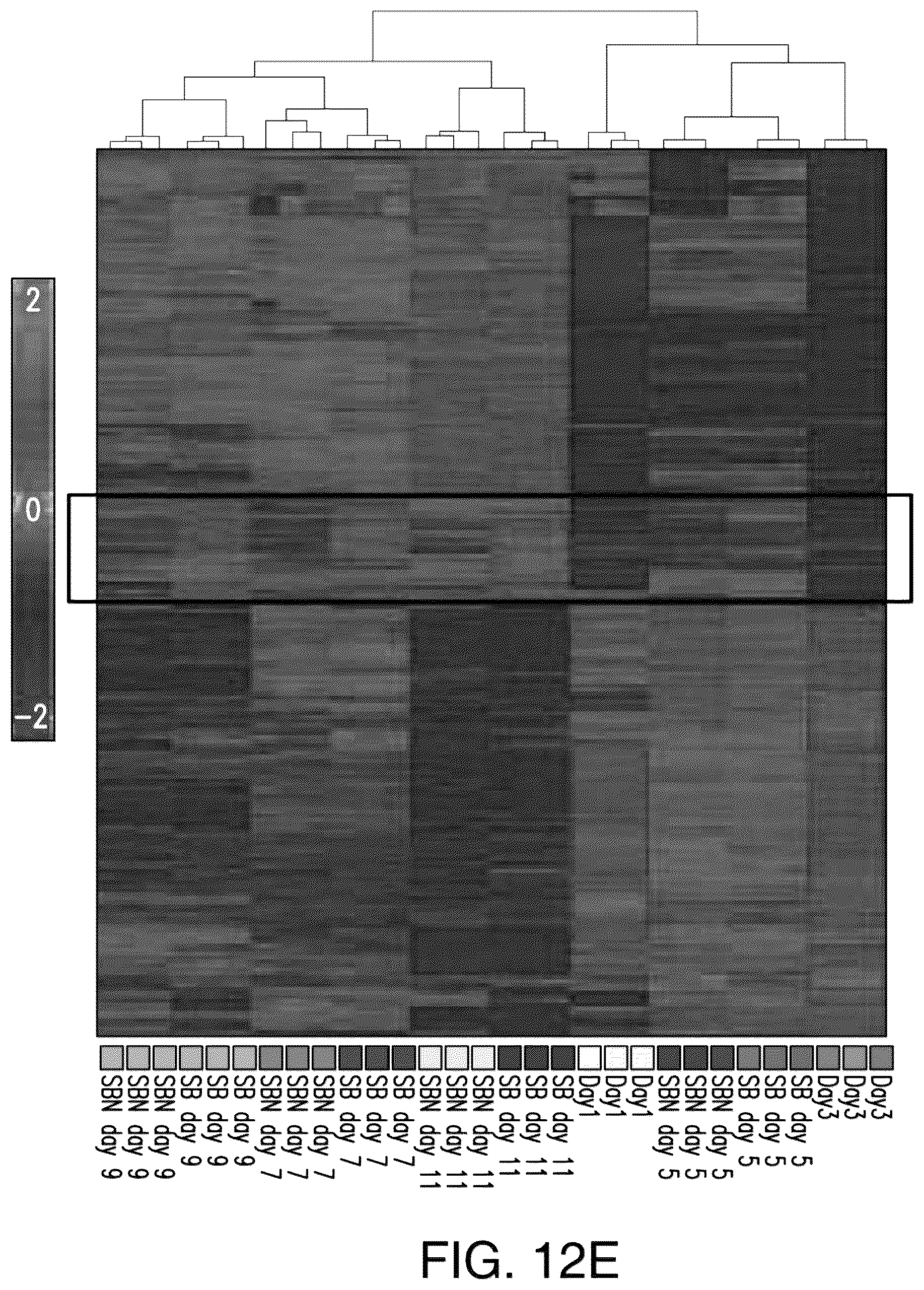 Patent US12618044 Figure 15 – Specification of functional cranial placode derivatives from human pluripotent stem cells