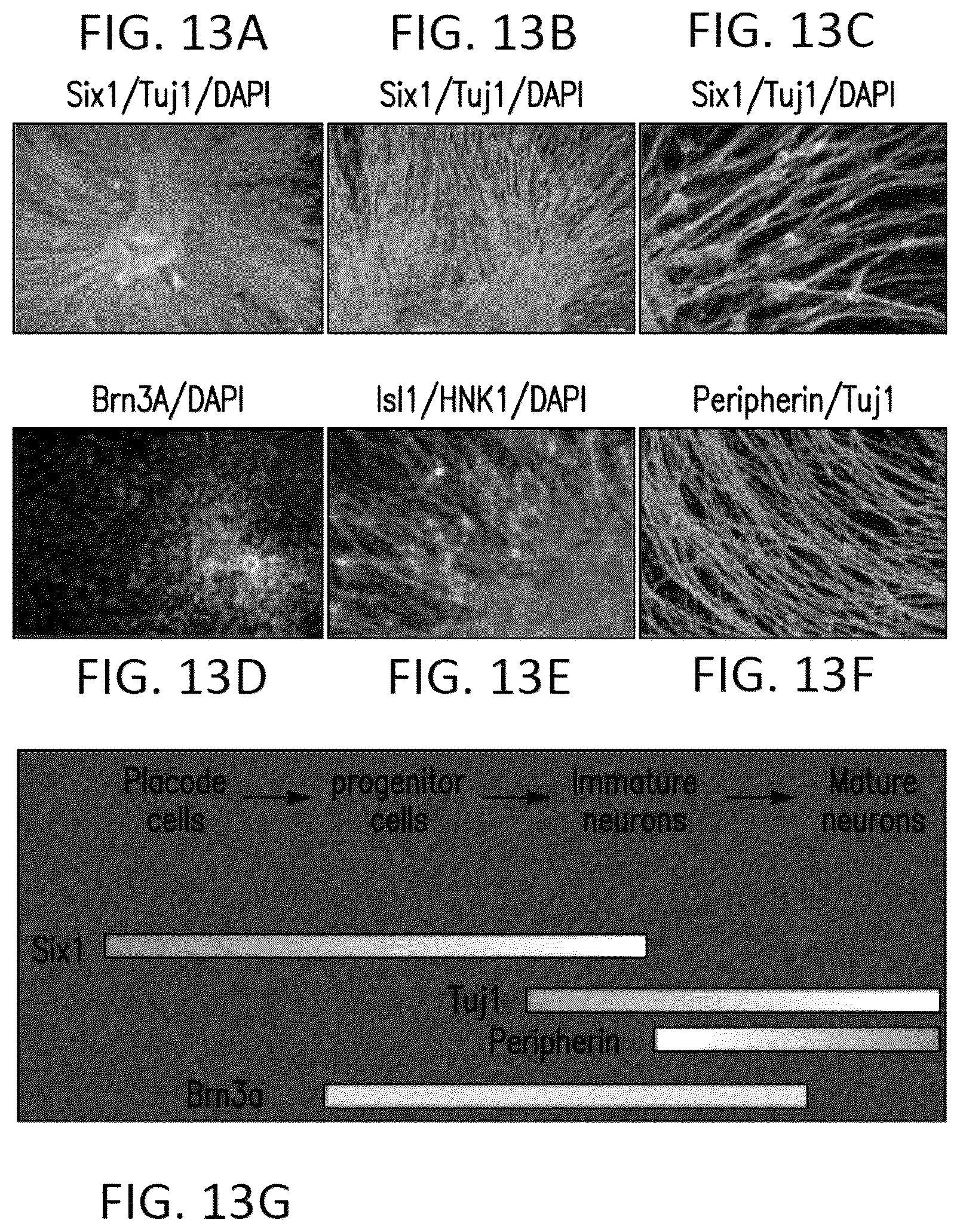 Patent US12618044 Figure 17 – Specification of functional cranial placode derivatives from human pluripotent stem cells