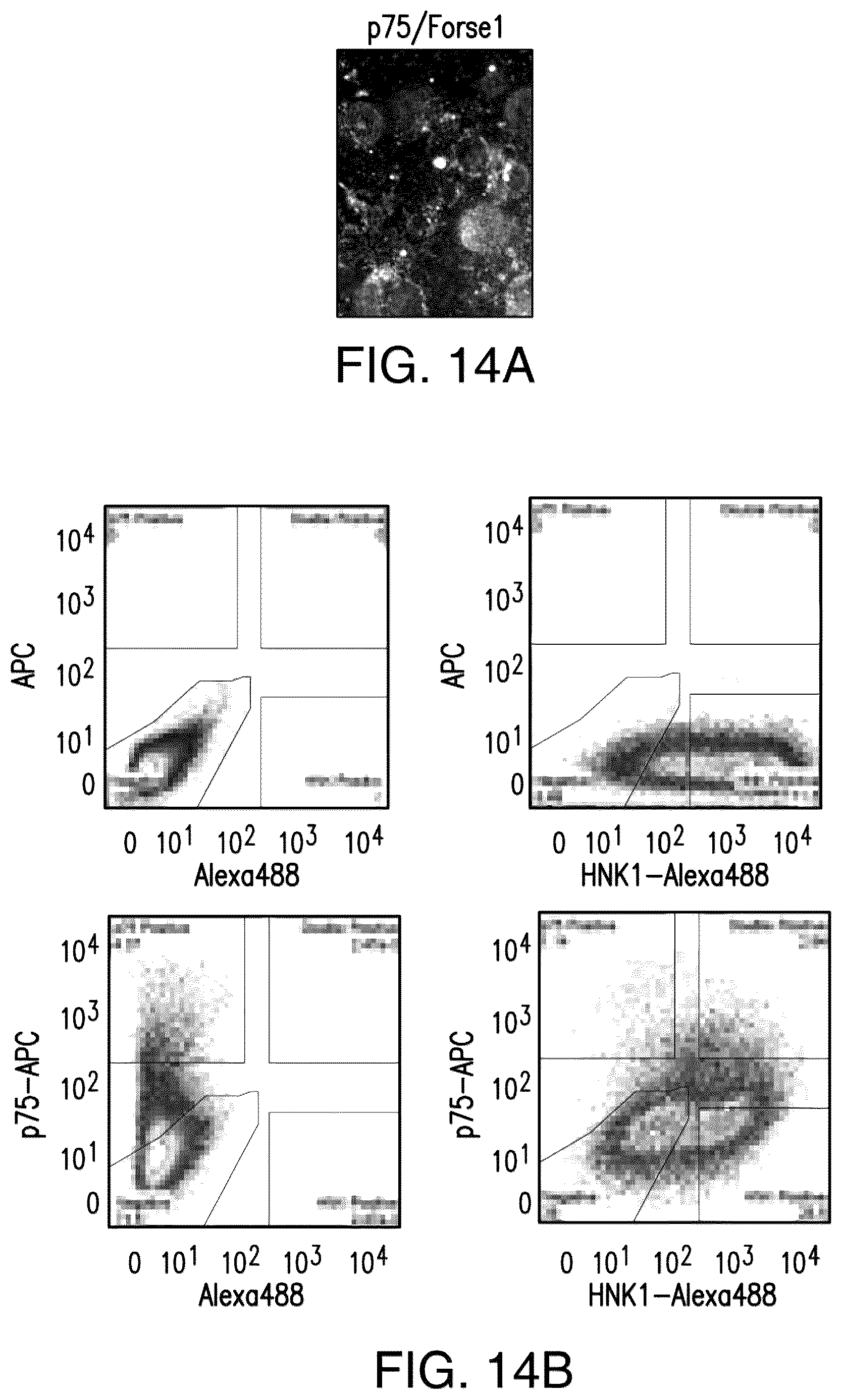 Patent US12618044 Figure 18 – Specification of functional cranial placode derivatives from human pluripotent stem cells