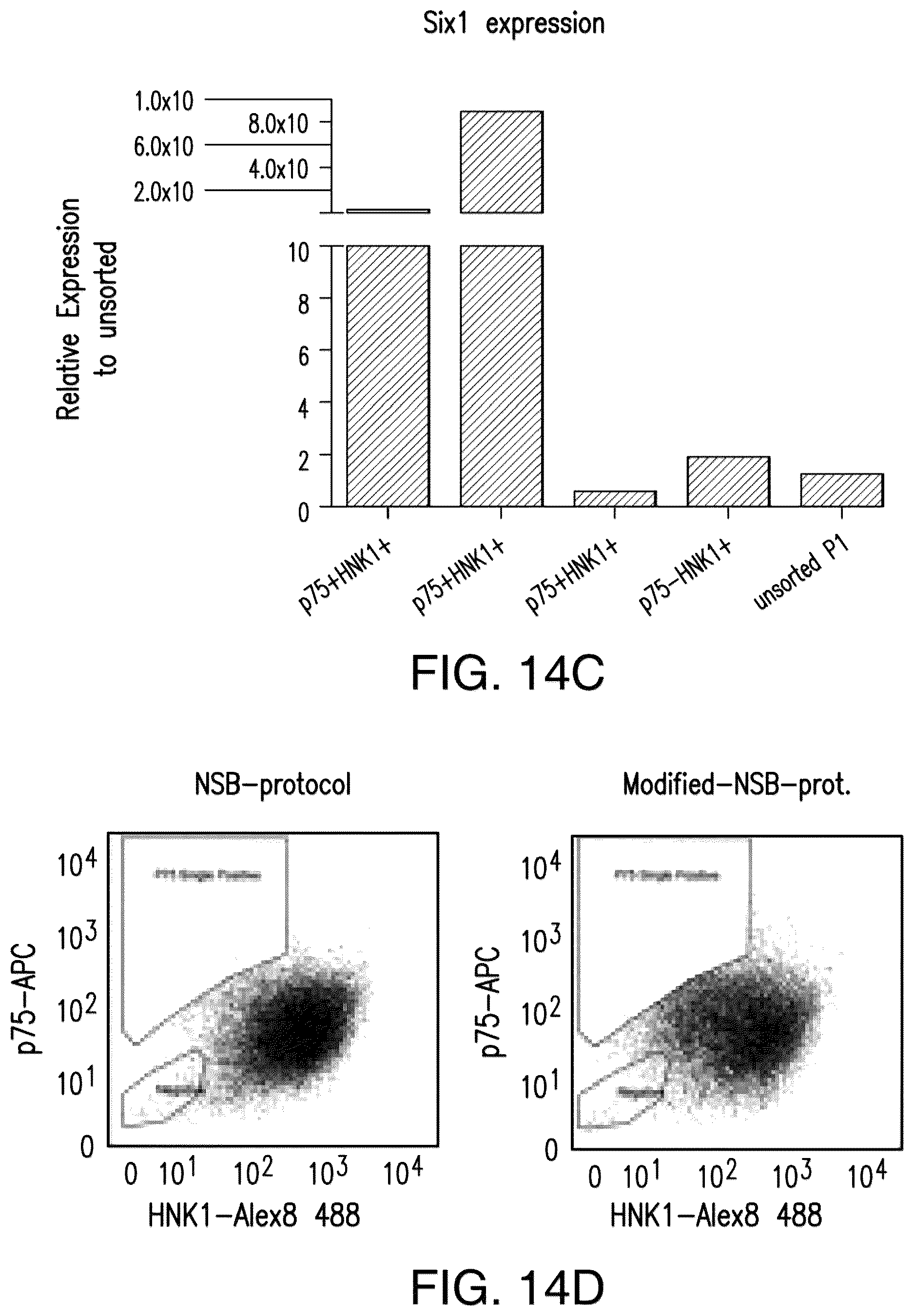 Patent US12618044 Figure 19 – Specification of functional cranial placode derivatives from human pluripotent stem cells