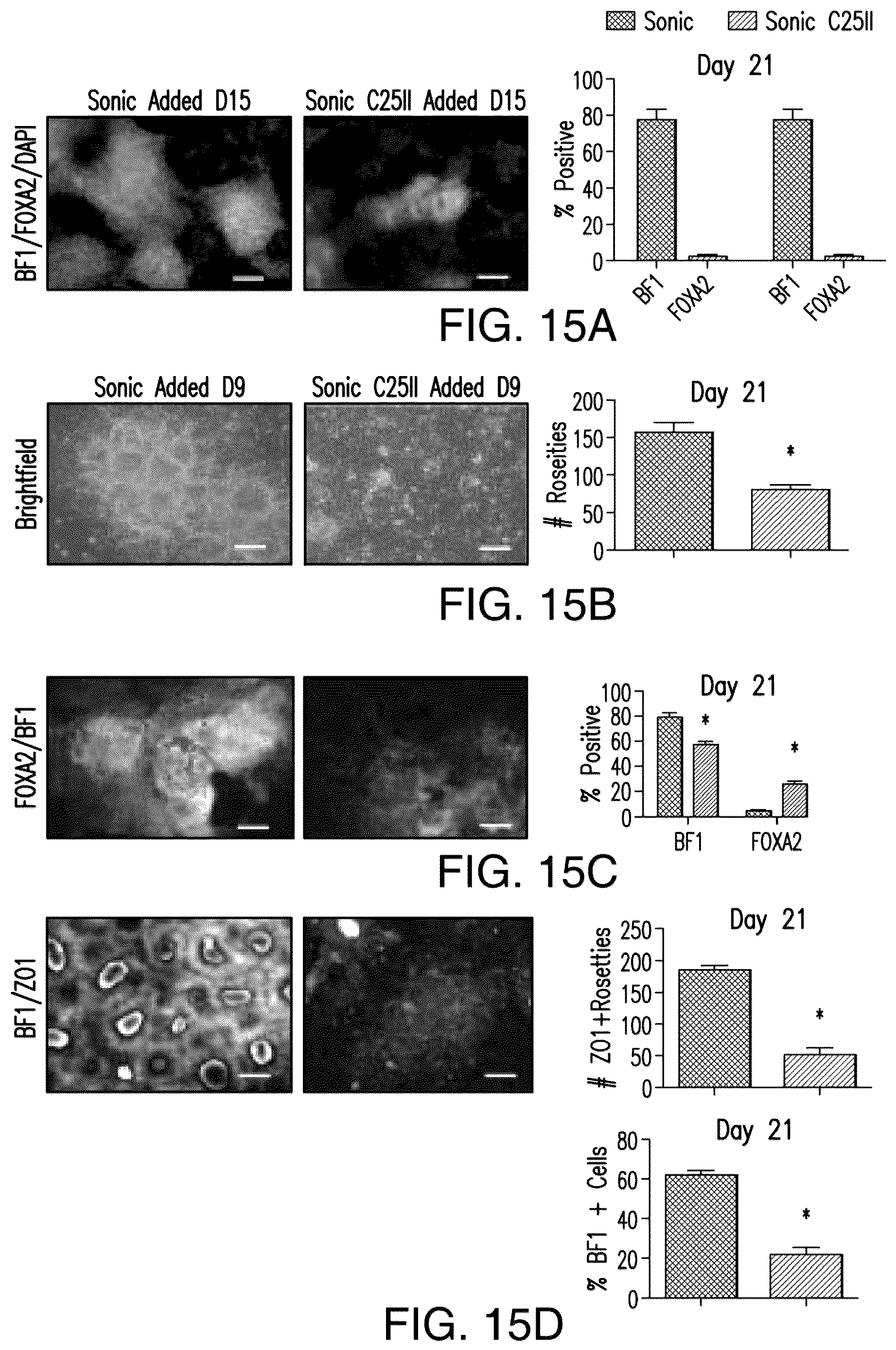 Patent US12618044 Figure 20 – Specification of functional cranial placode derivatives from human pluripotent stem cells