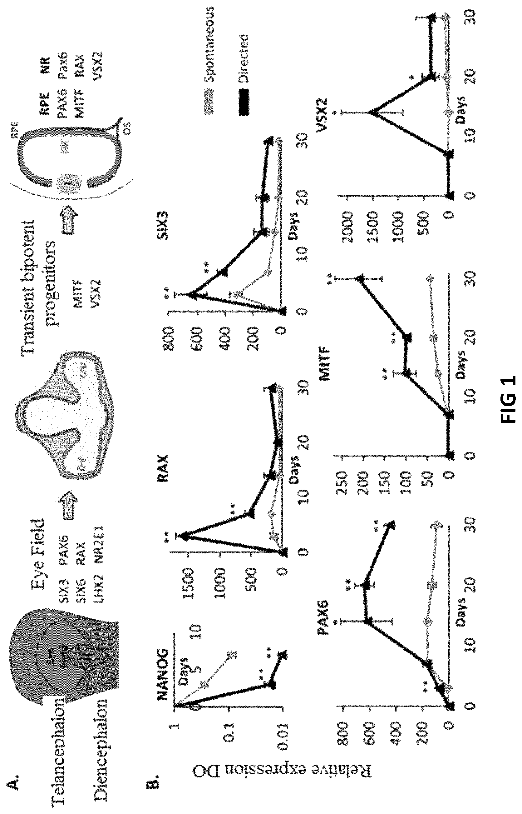 Patent US12618045 Figure 1 – Automated method for preparing retinal pigment epithelium cells