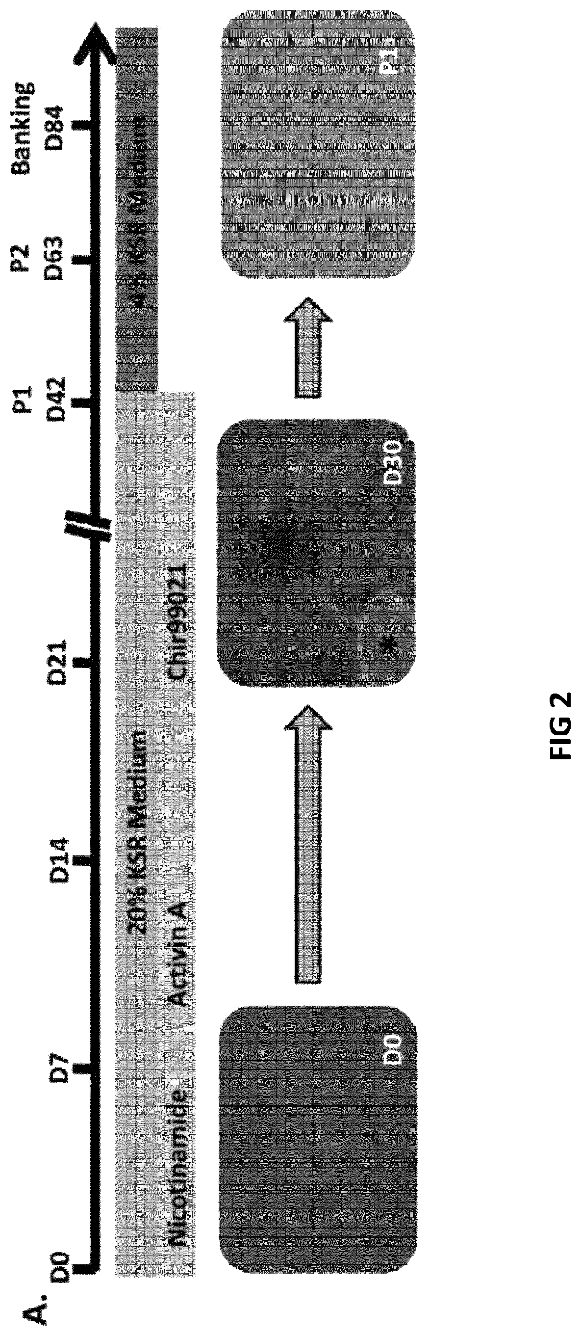Patent US12618045 Figure 2 – Automated method for preparing retinal pigment epithelium cells