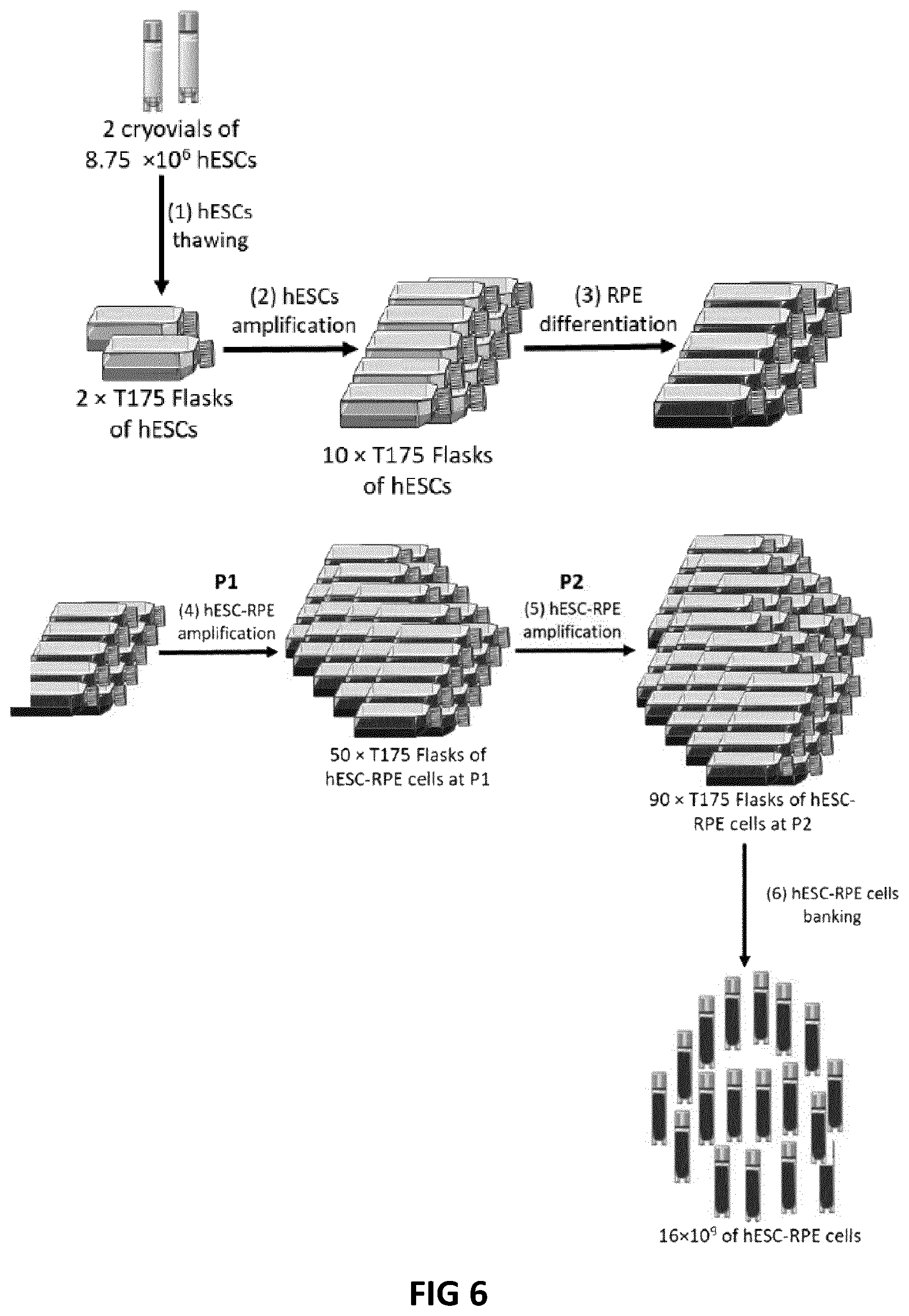 Patent US12618045 Figure 6 – Automated method for preparing retinal pigment epithelium cells