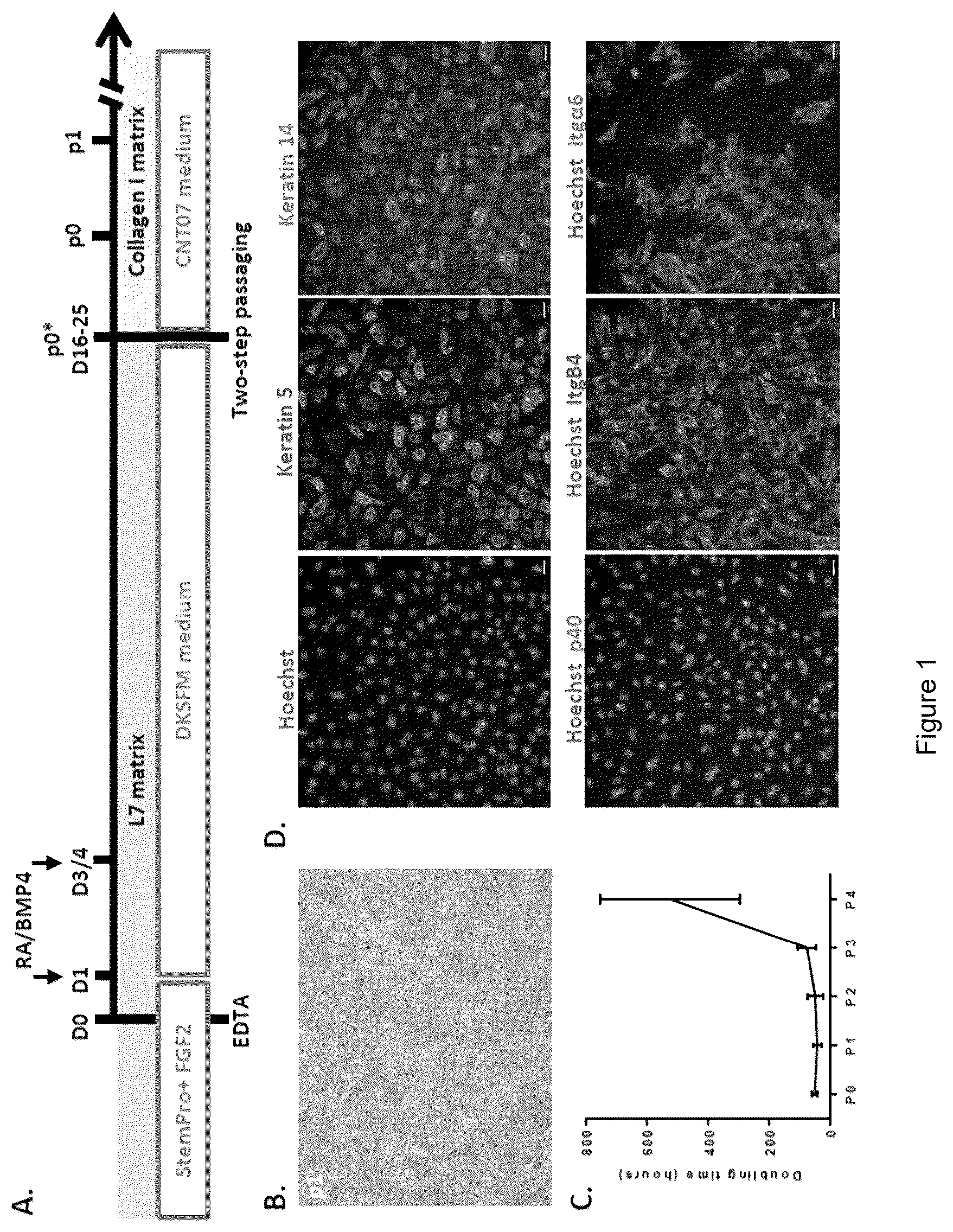 Patent US12618047 Figure 1 – Automated method for preparing keratinocytes