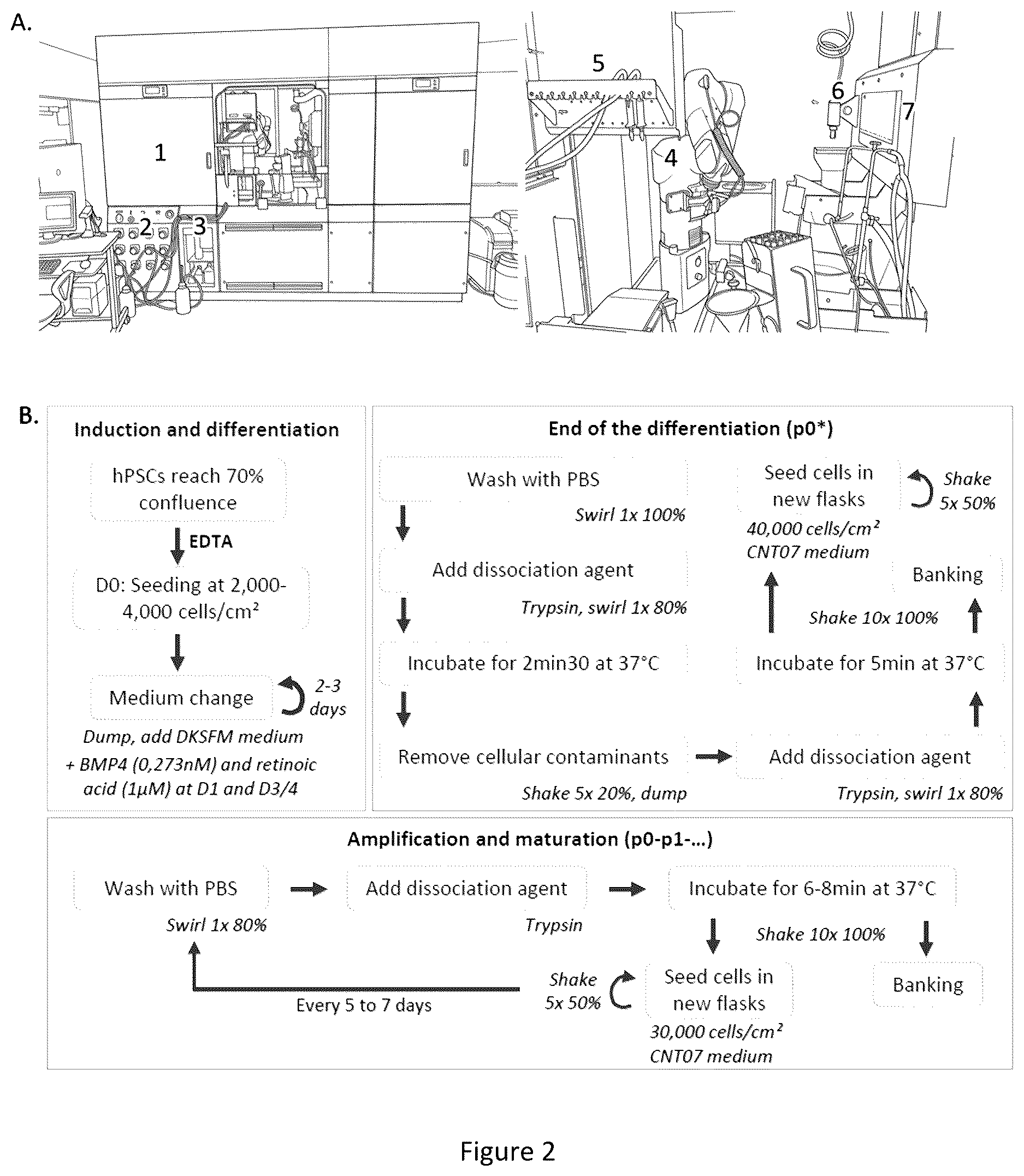 Patent US12618047 Figure 2 – Automated method for preparing keratinocytes