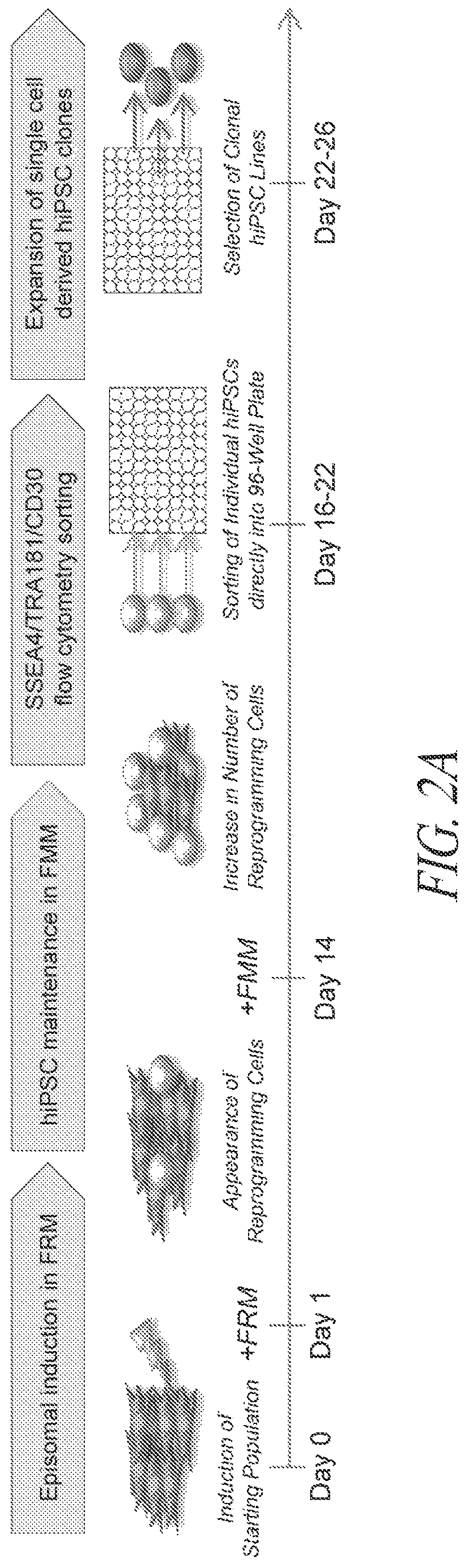 Patent US12618049 Figure 5 – Reprogramming methods and cell culture platforms