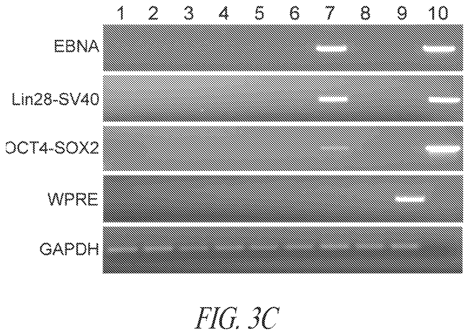 Patent US12618049 Figure 10 – Reprogramming methods and cell culture platforms