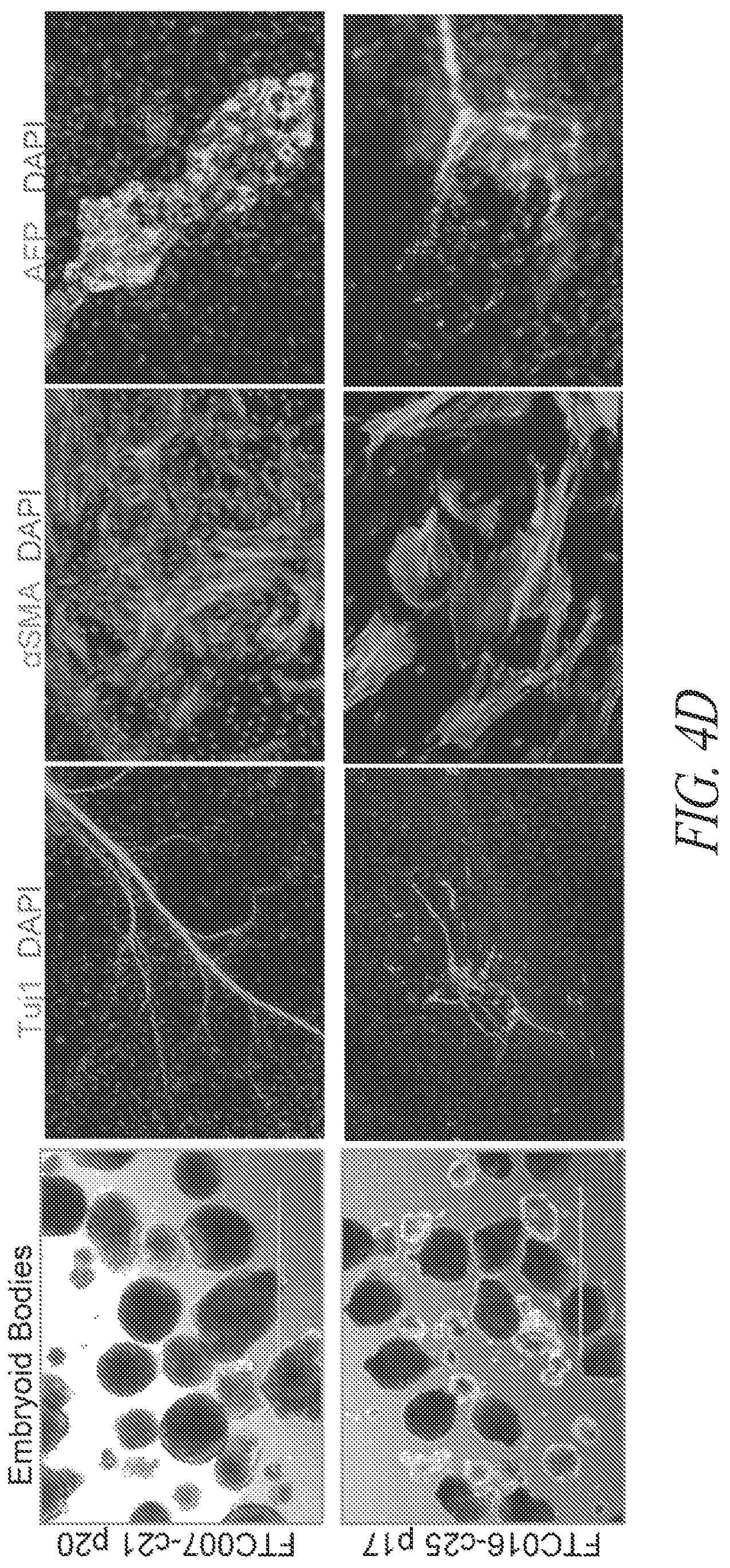 Patent US12618049 Figure 17 – Reprogramming methods and cell culture platforms