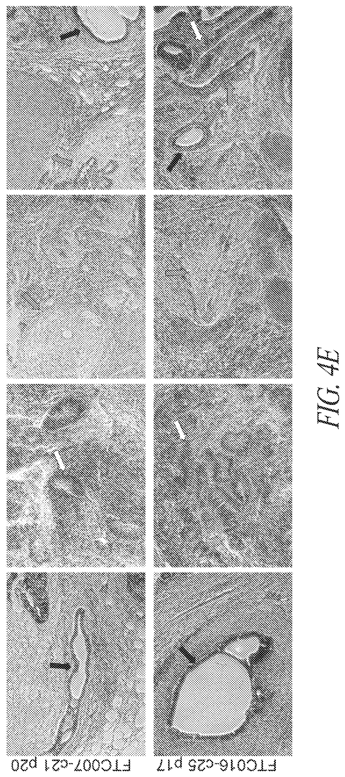 Patent US12618049 Figure 18 – Reprogramming methods and cell culture platforms