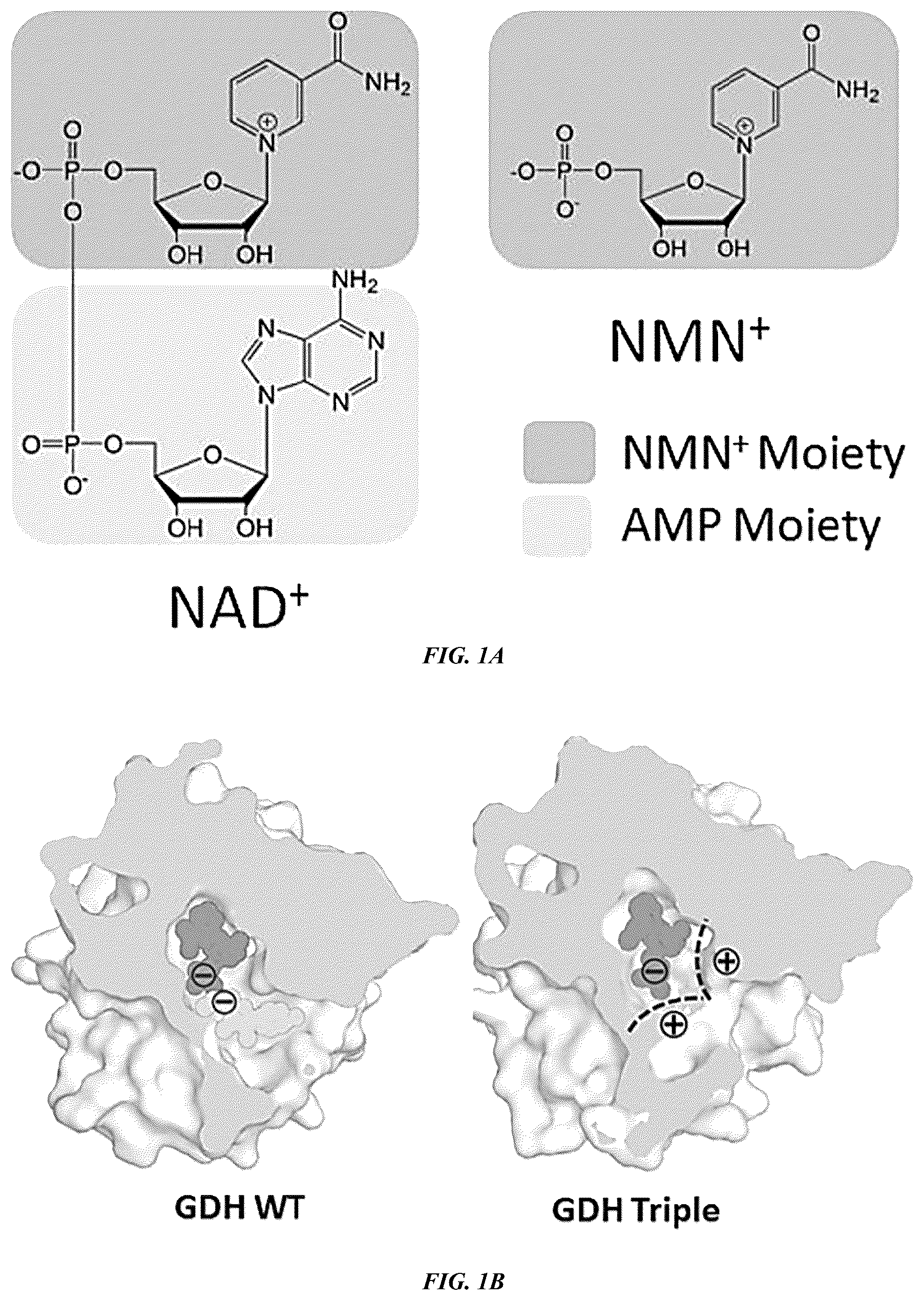 Patent US12618050 — Engineered polypeptides that exhibit increased catalytic efficiency for unnatural cofactors and uses thereof — Figure 1