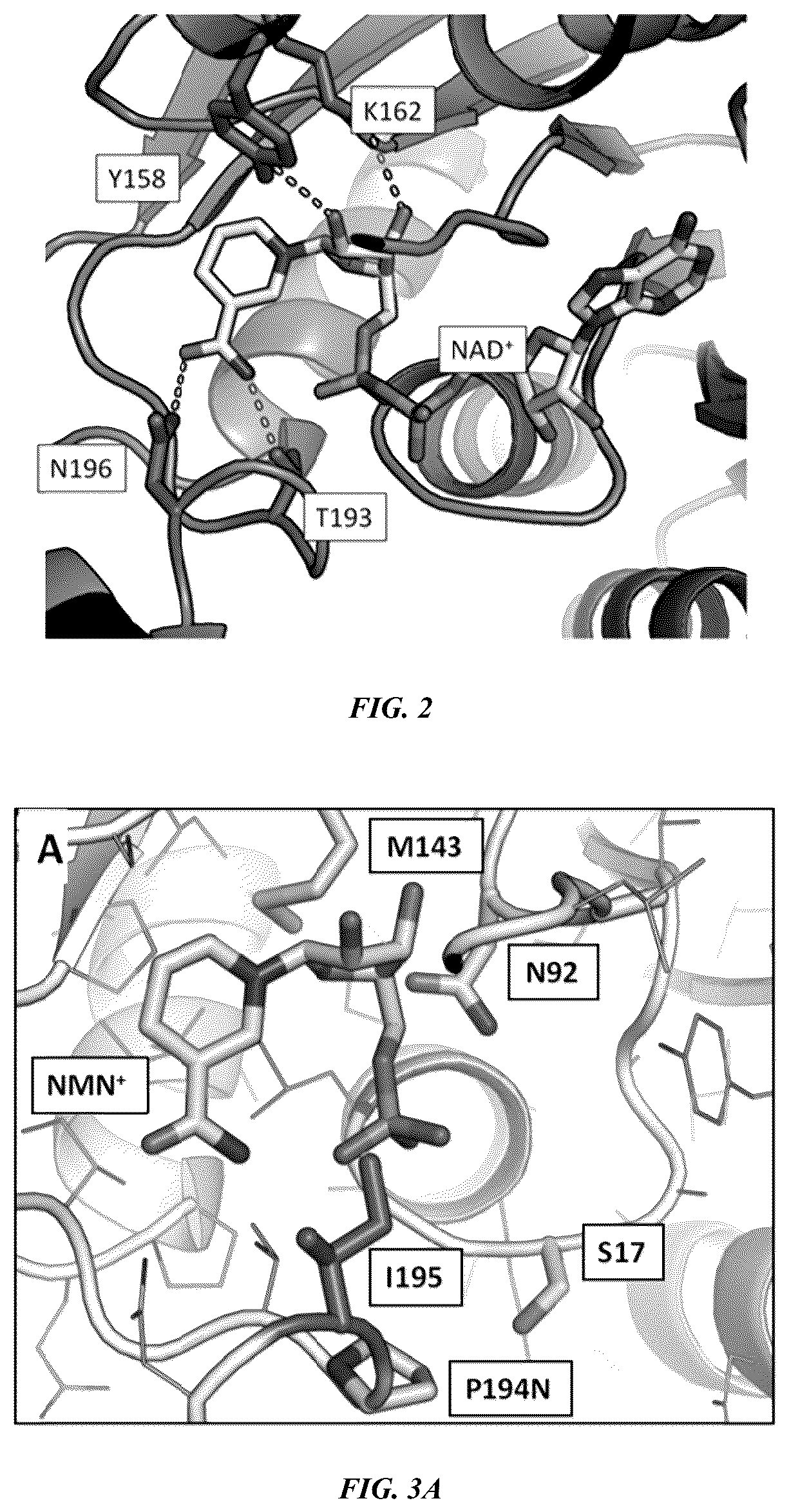 Patent US12618050 Figure 2 – Engineered polypeptides that exhibit increased catalytic efficiency for unnatural cofactors and uses thereof