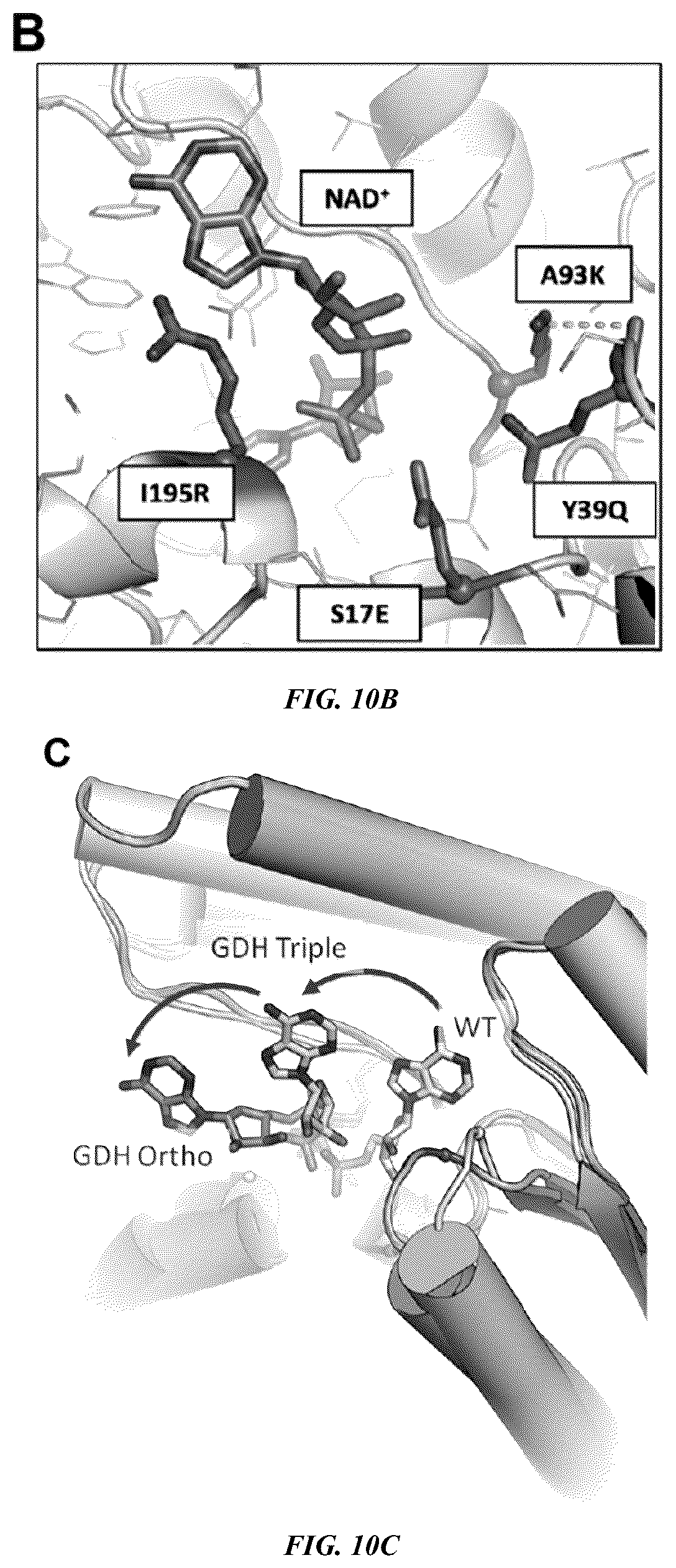 Patent US12618050 Figure 9 – Engineered polypeptides that exhibit increased catalytic efficiency for unnatural cofactors and uses thereof