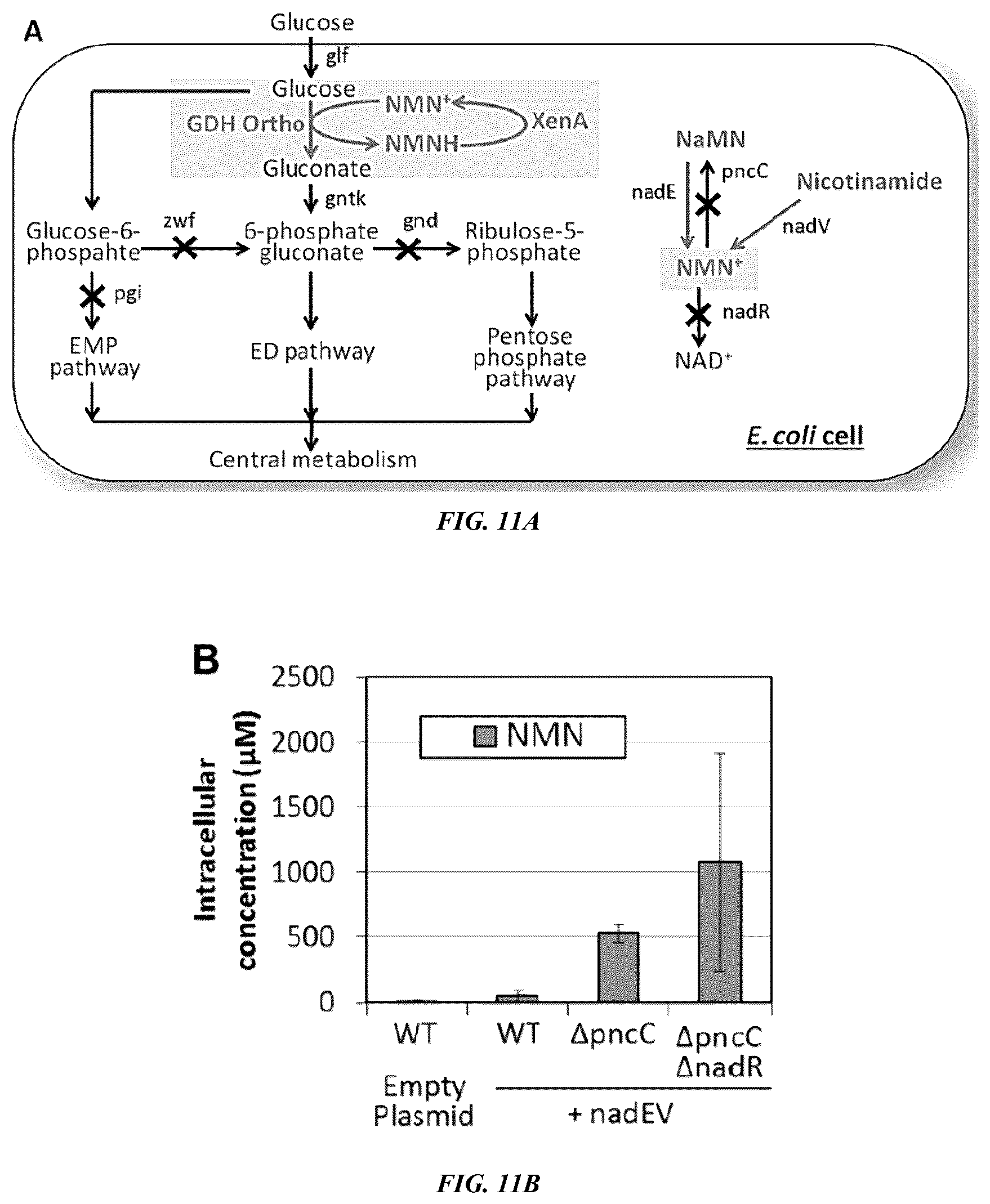 Patent US12618050 Figure 10 – Engineered polypeptides that exhibit increased catalytic efficiency for unnatural cofactors and uses thereof