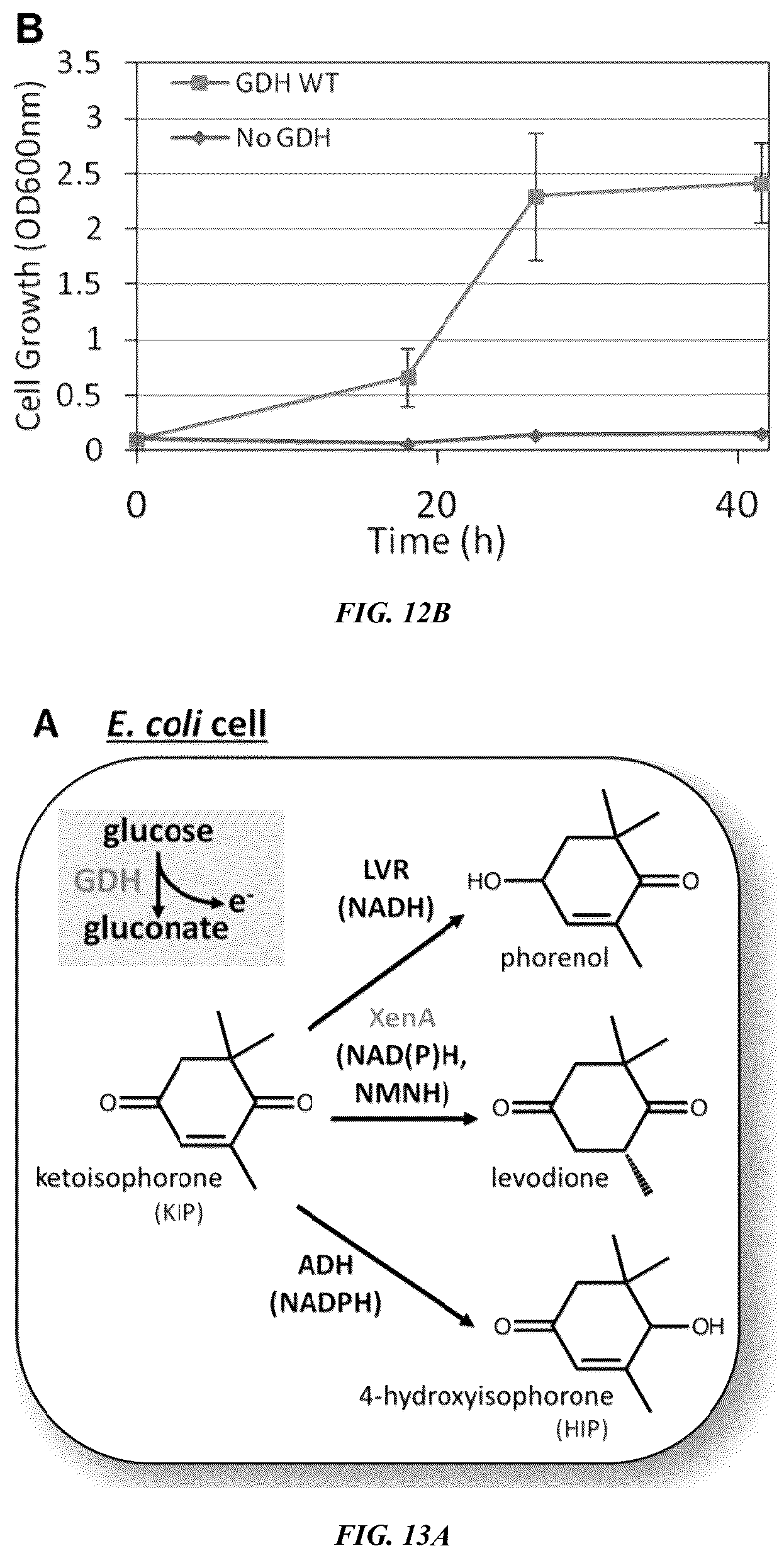 Patent US12618050 Figure 13 – Engineered polypeptides that exhibit increased catalytic efficiency for unnatural cofactors and uses thereof
