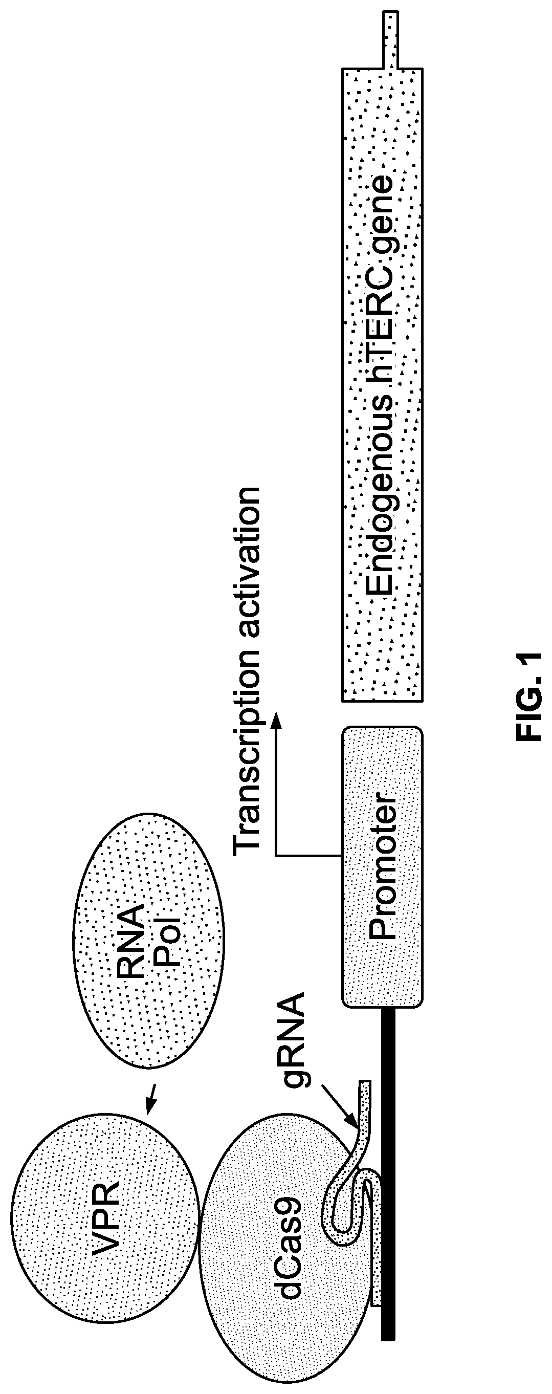 Patent US12618053 Figure 1 – Methods and compositions for cell and tissue rejuvenation