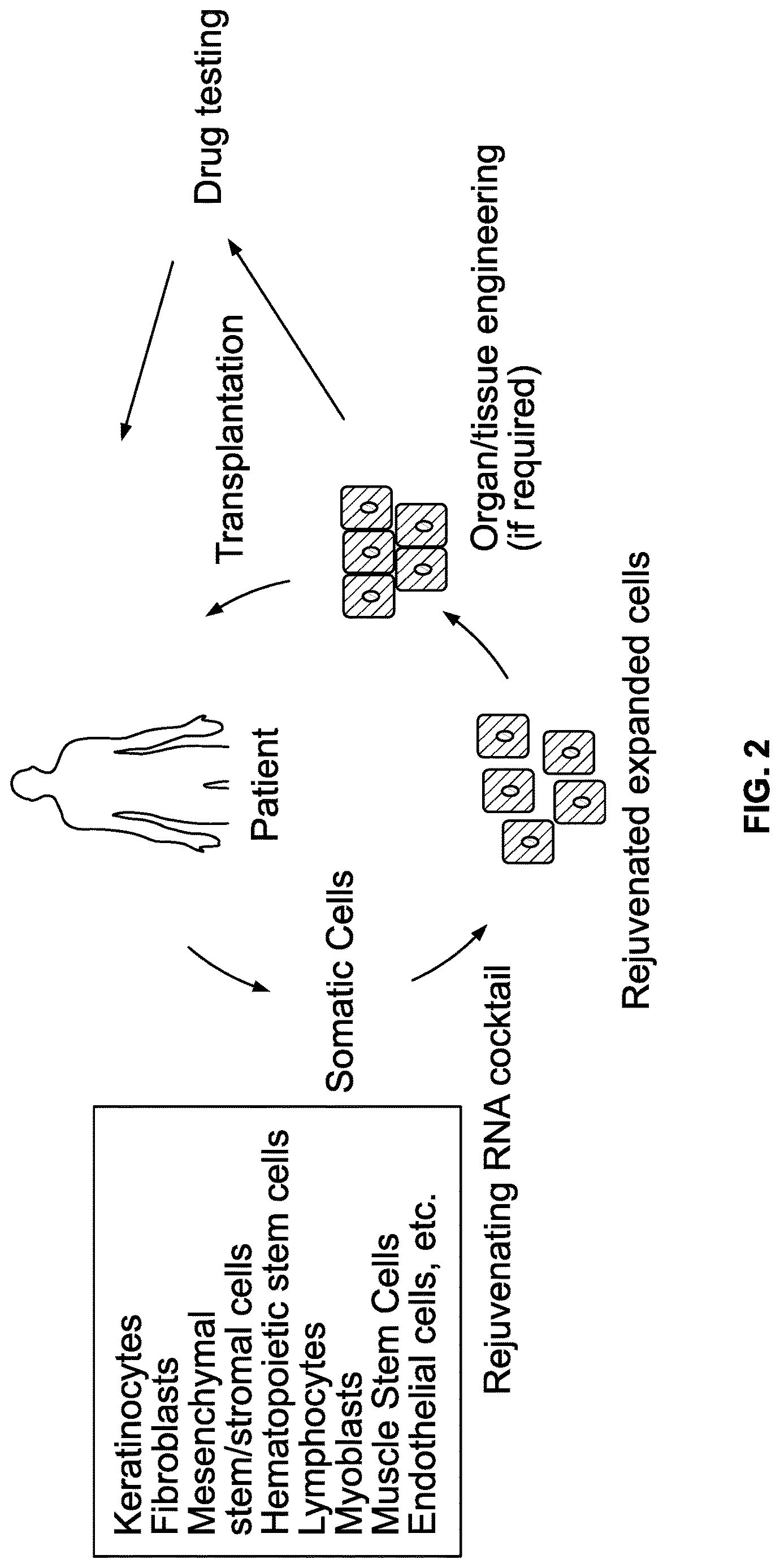 Patent US12618053 Figure 2 – Methods and compositions for cell and tissue rejuvenation