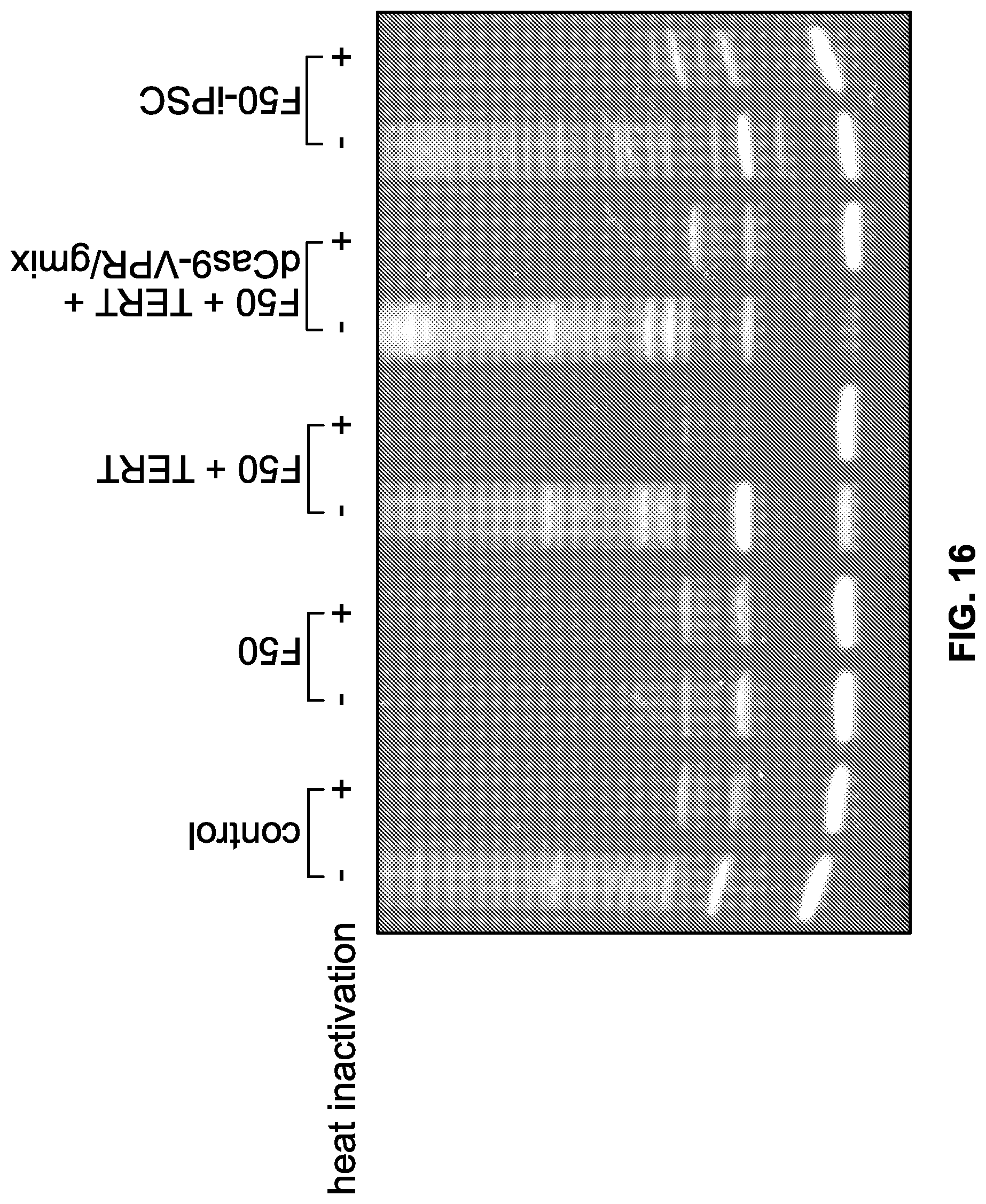 Patent US12618053 Figure 16 – Methods and compositions for cell and tissue rejuvenation