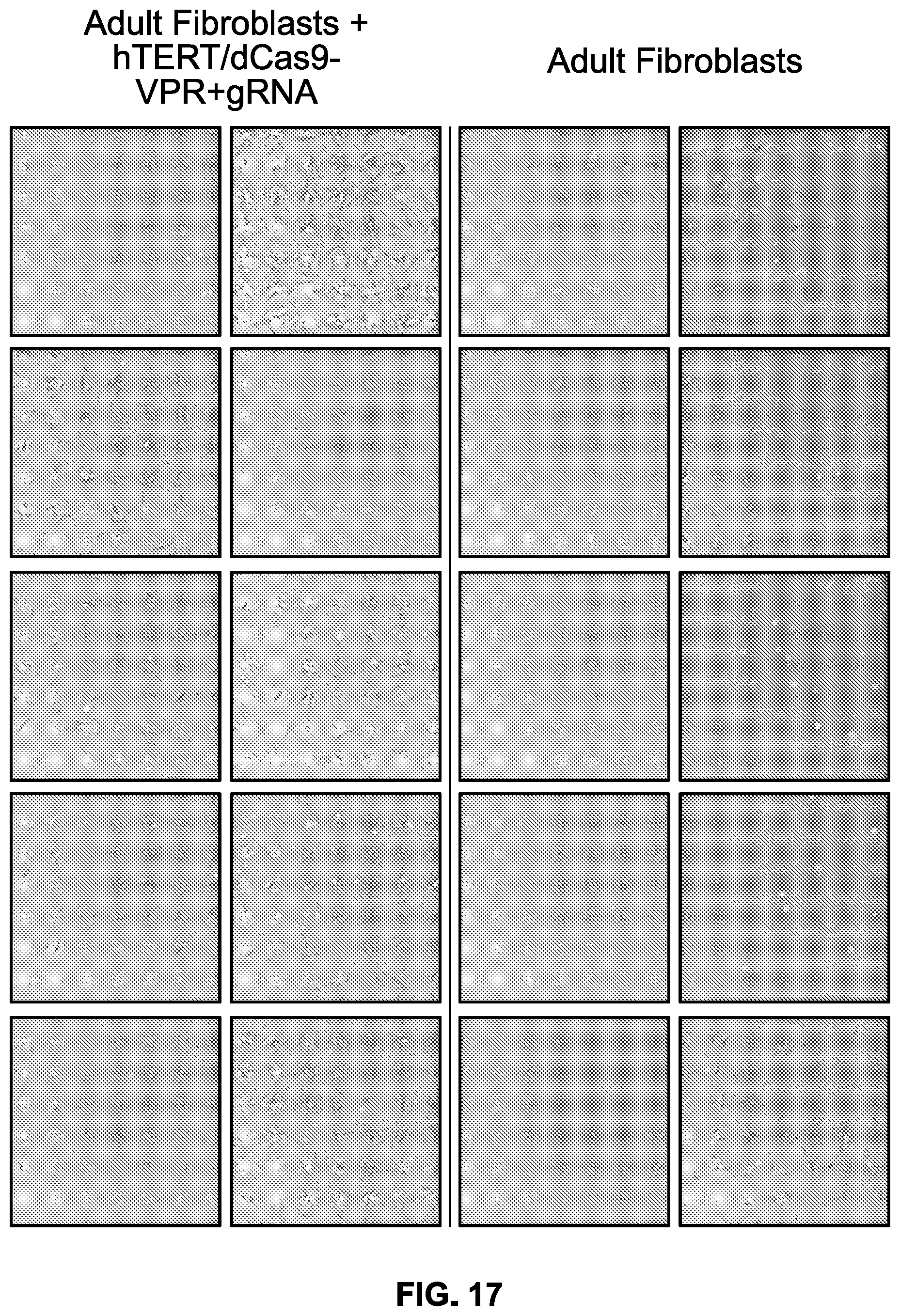 Patent US12618053 Figure 17 – Methods and compositions for cell and tissue rejuvenation