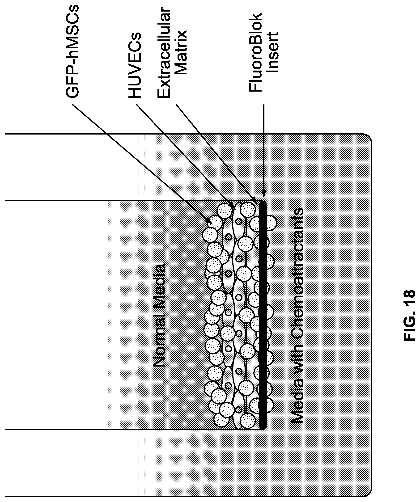 Patent US12618053 Figure 18 – Methods and compositions for cell and tissue rejuvenation
