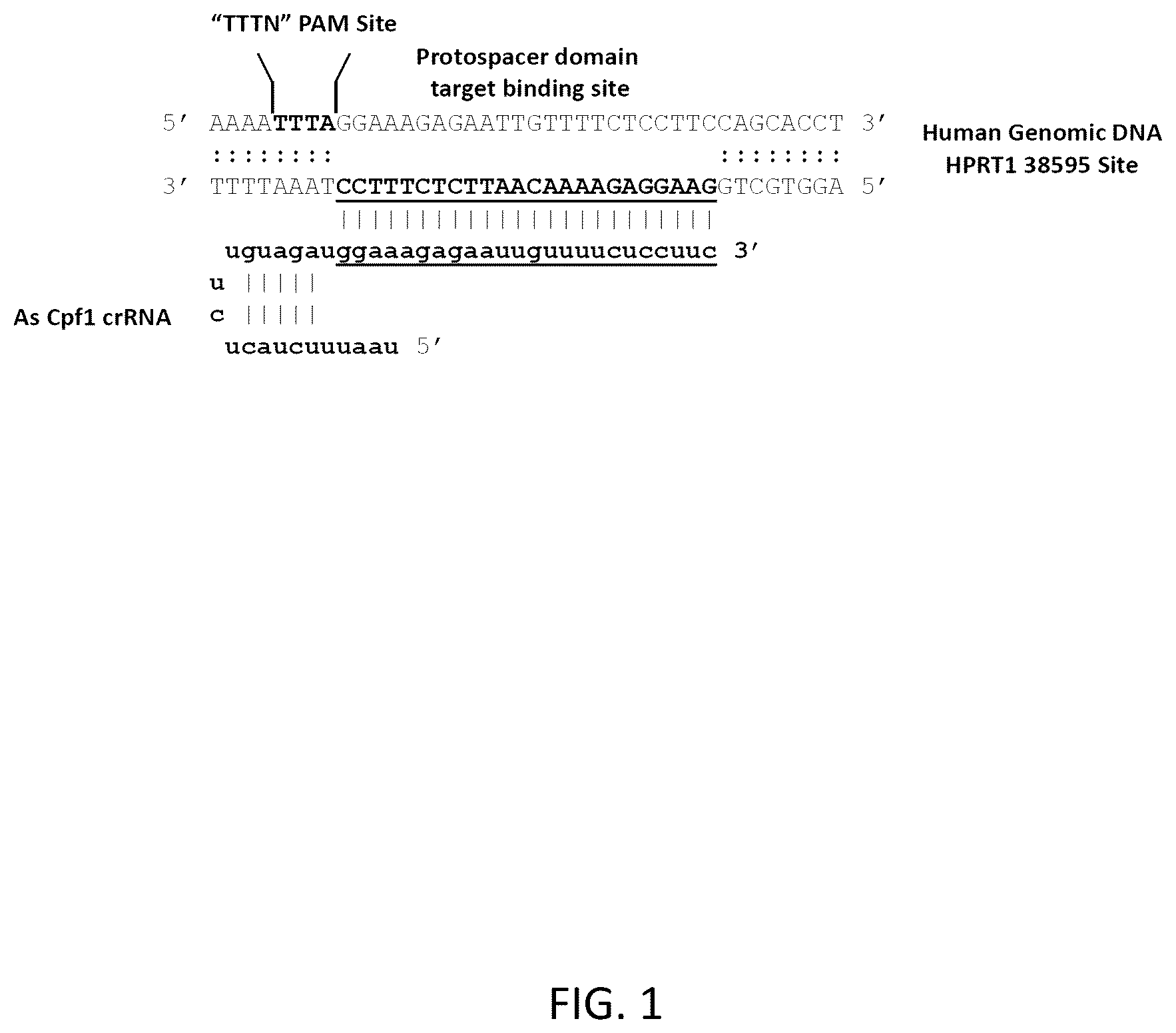 Patent US12618054 Figure 1 – CRISPR/Cpf1 systems and methods