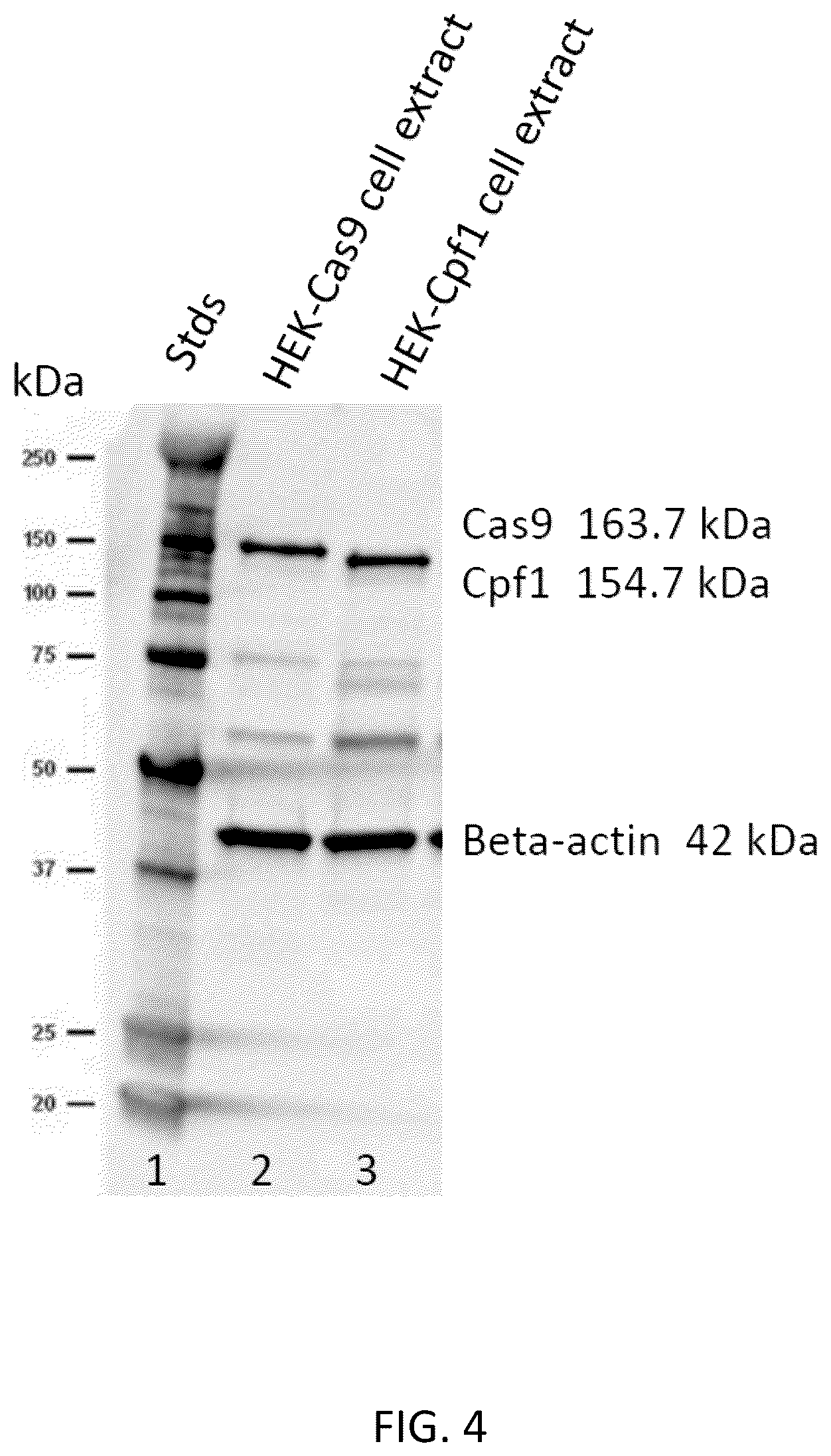 Patent US12618054 Figure 4 – CRISPR/Cpf1 systems and methods