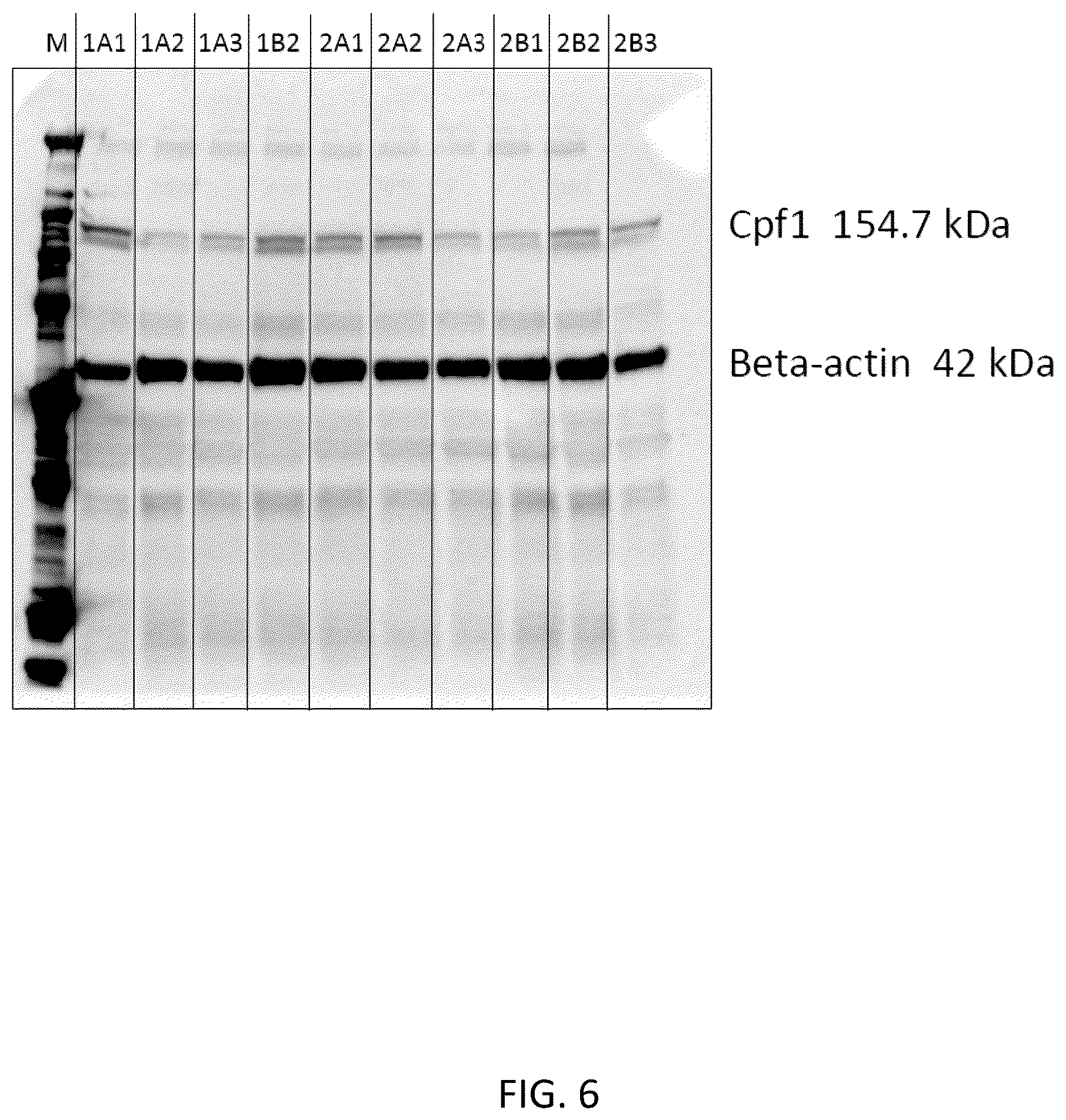 Patent US12618054 Figure 6 – CRISPR/Cpf1 systems and methods
