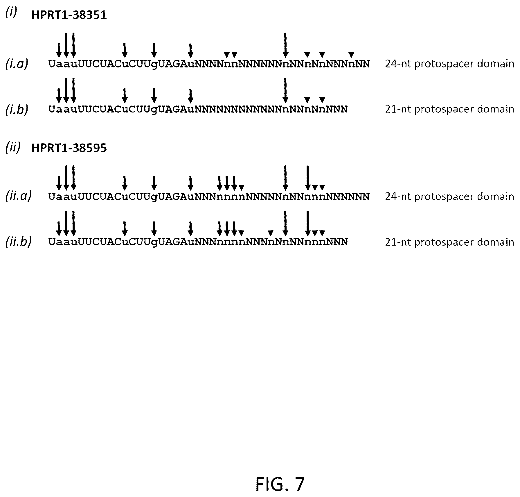 Patent US12618054 Figure 7 – CRISPR/Cpf1 systems and methods