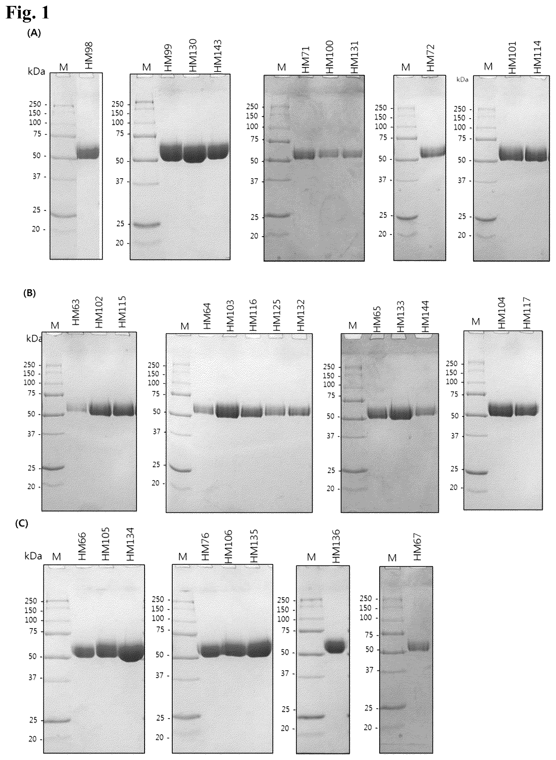 Patent US12618055 Figure 1 – Hyaluronidase variants with improved stability and pharmaceutical composition comprising the same