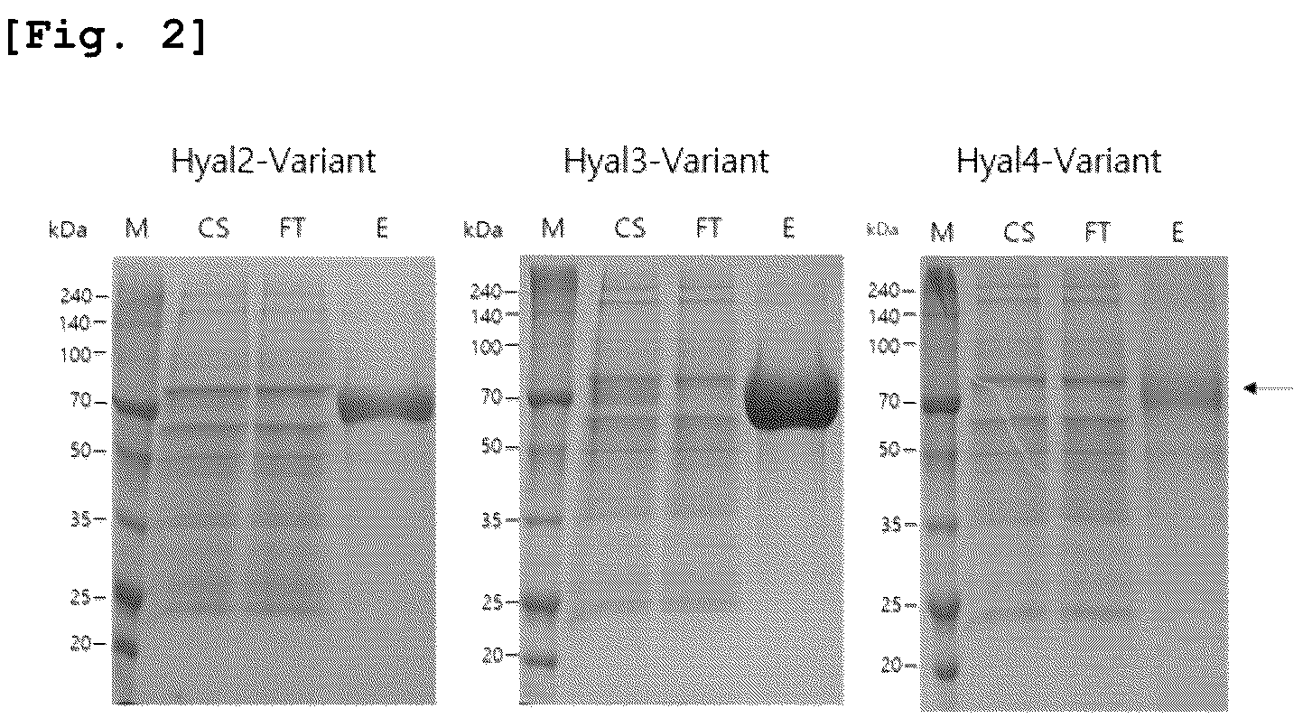Patent US12618055 Figure 3 – Hyaluronidase variants with improved stability and pharmaceutical composition comprising the same