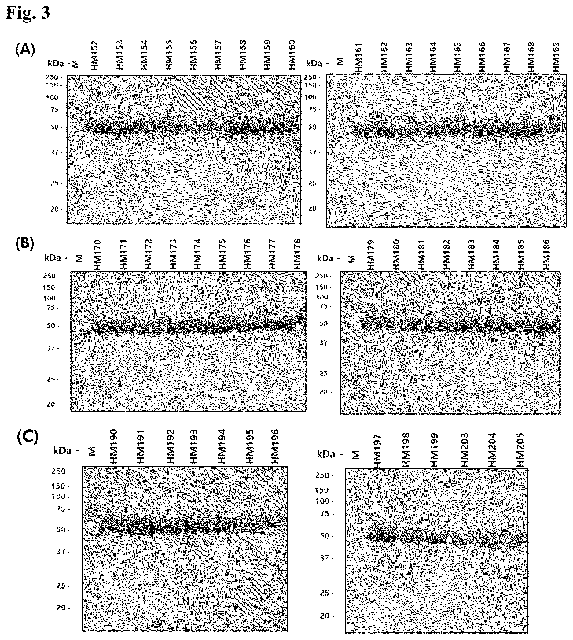 Patent US12618055 Figure 4 – Hyaluronidase variants with improved stability and pharmaceutical composition comprising the same