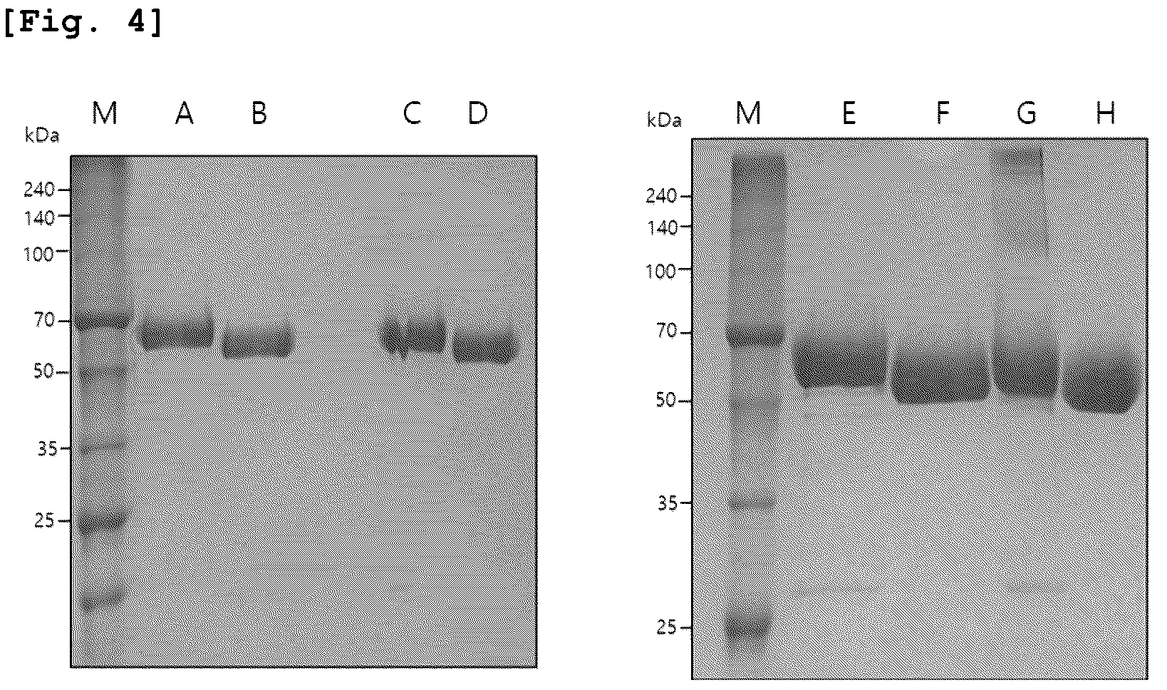 Patent US12618055 Figure 6 – Hyaluronidase variants with improved stability and pharmaceutical composition comprising the same