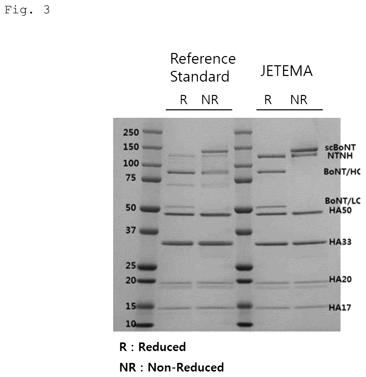Patent US12618057 Figure 2 – Method of purifying botulinum toxin