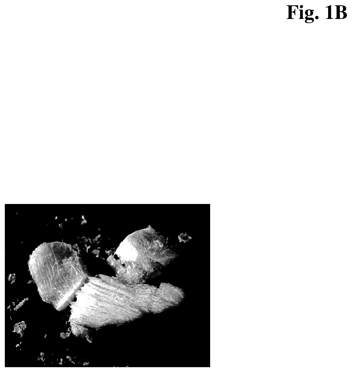 Patent US12618058 Figure 2 – Blends containing proteases