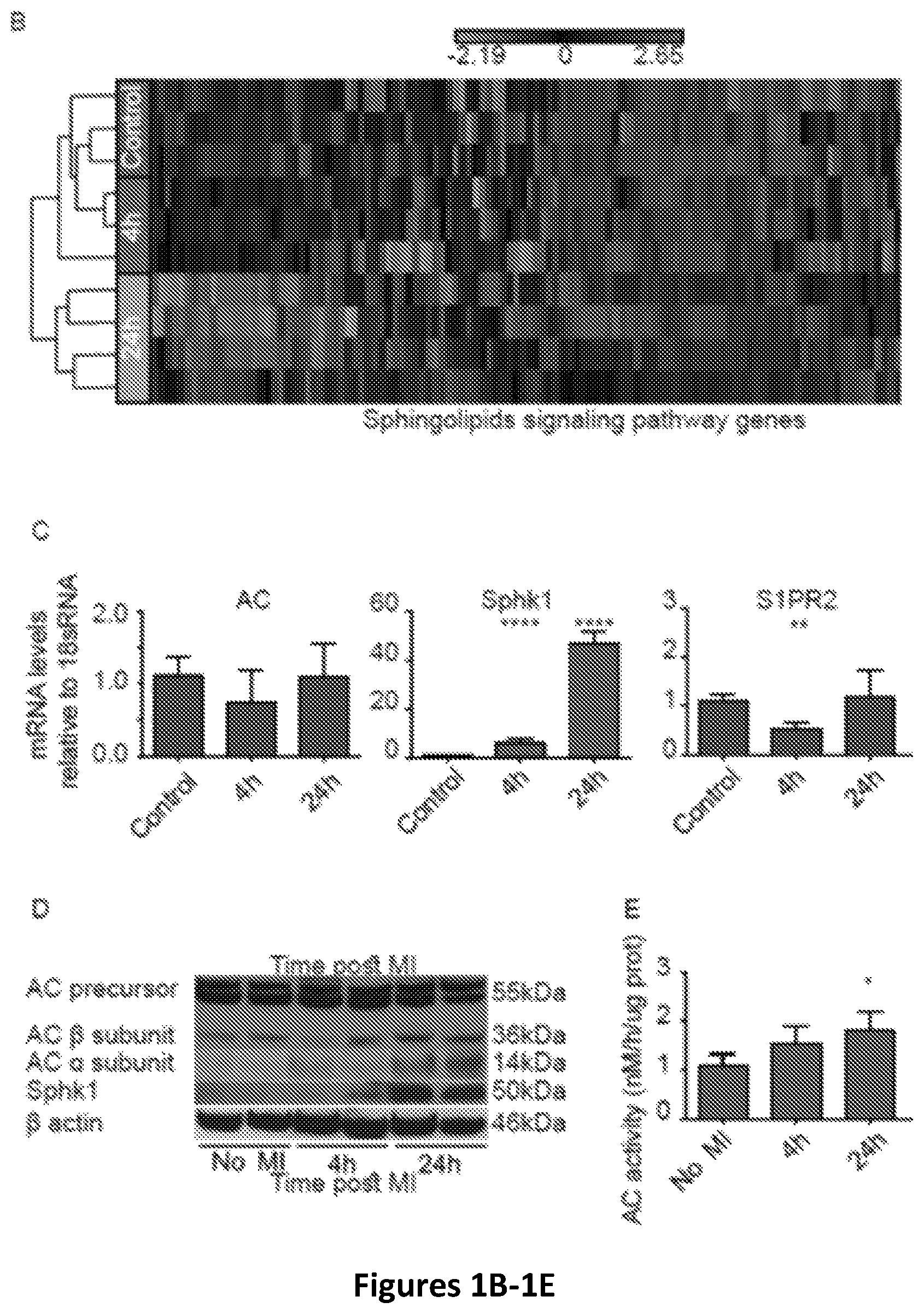 Patent US12618059 Figure 2 – Anc80 encoding sphingolipid-metabolizing proteins