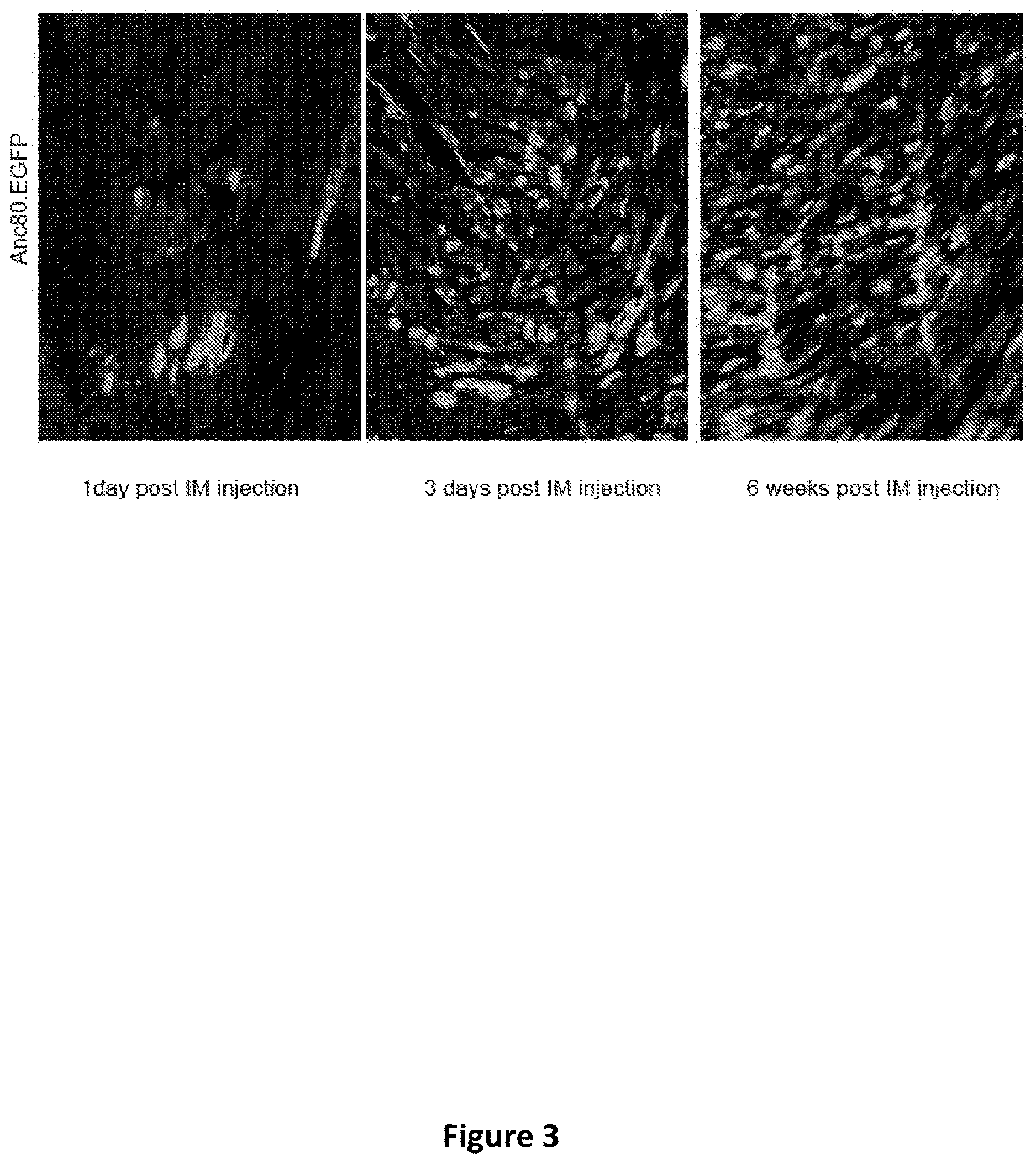Patent US12618059 Figure 5 – Anc80 encoding sphingolipid-metabolizing proteins