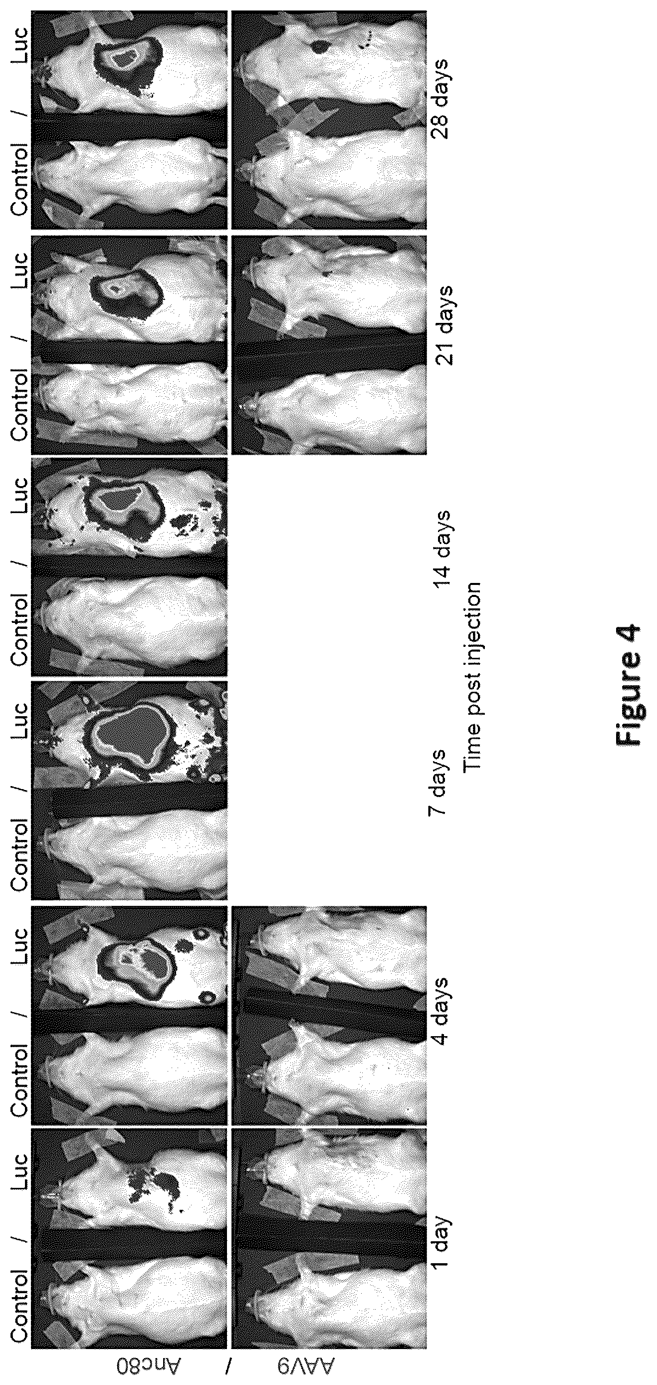 Patent US12618059 Figure 6 – Anc80 encoding sphingolipid-metabolizing proteins